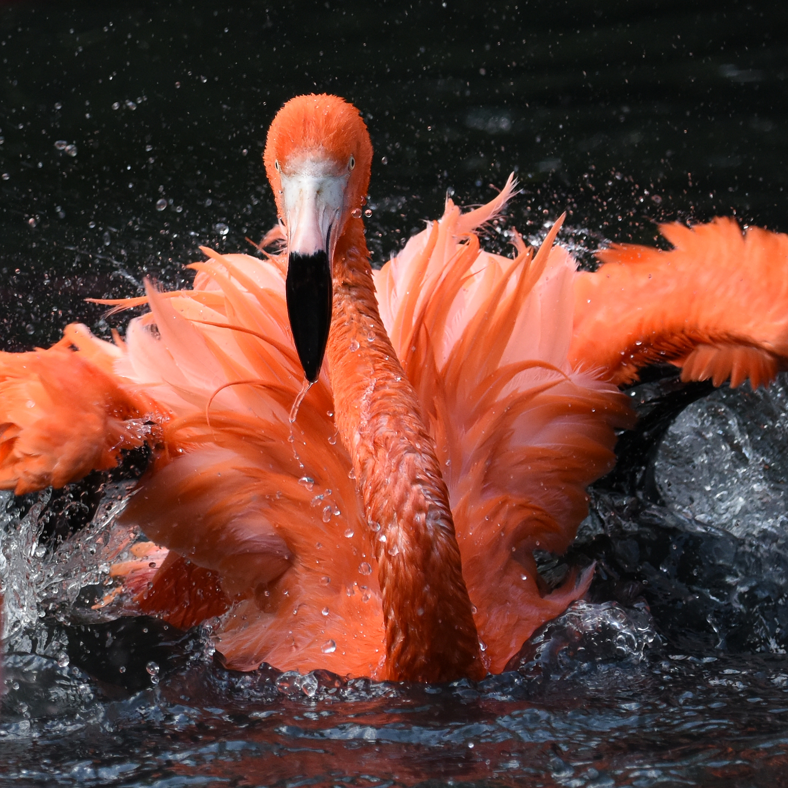 01 Fenicotteri a Sant'Alessio
