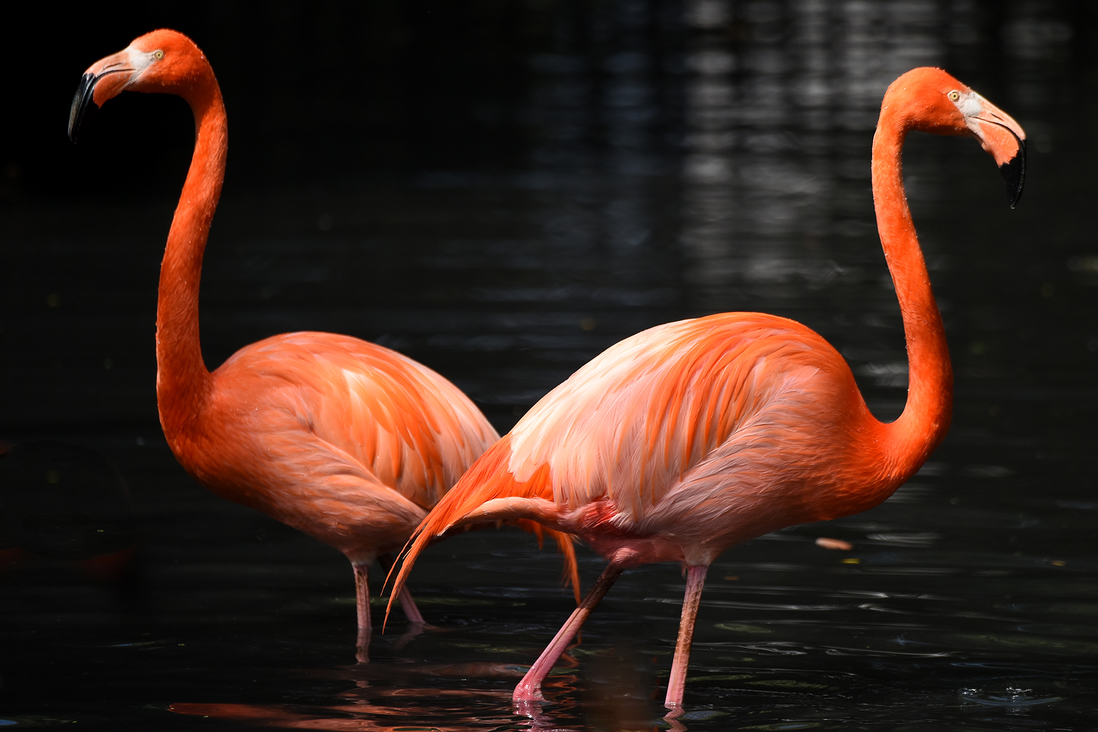 03 Fenicotteri a Sant'Alessio