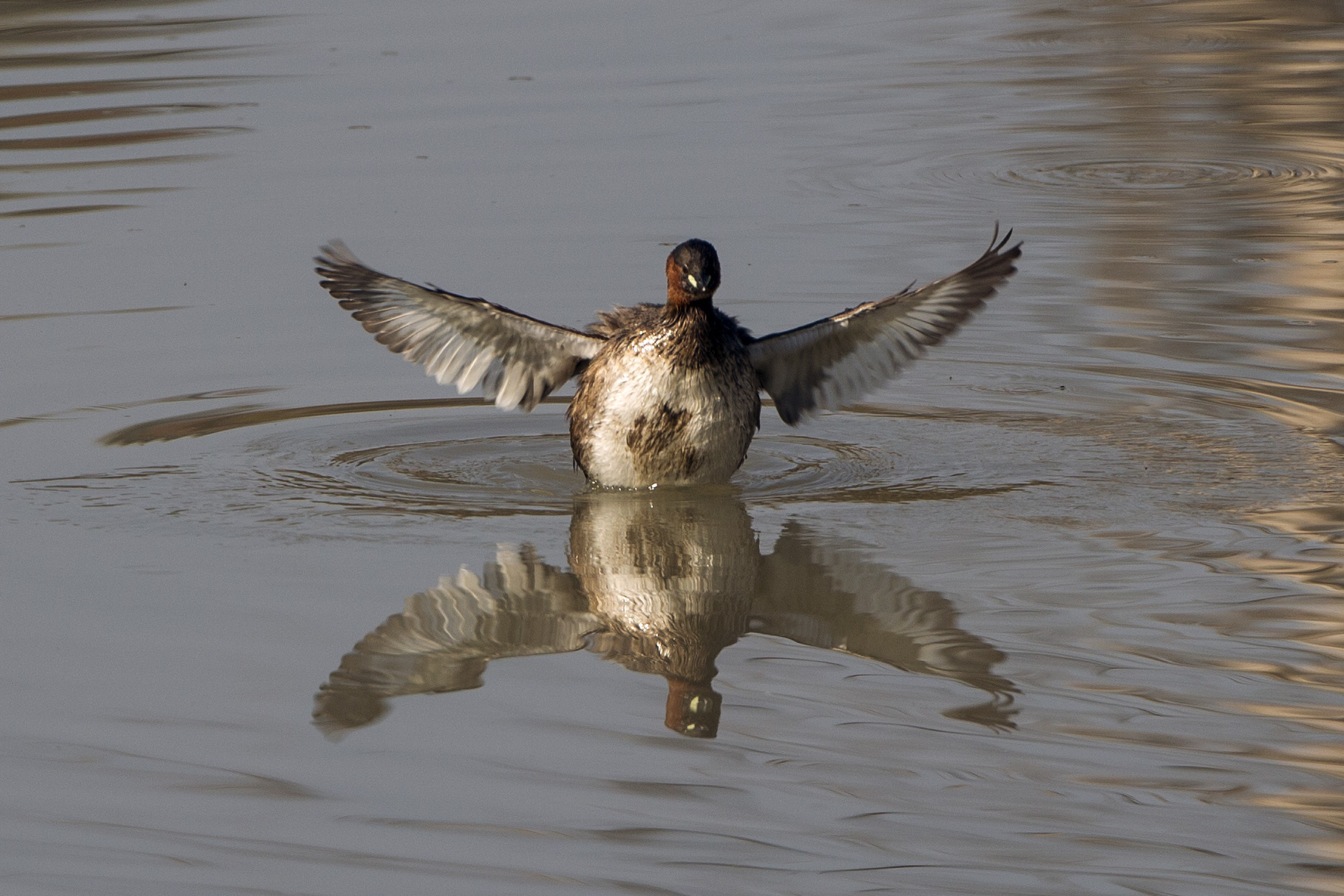 Pending identification