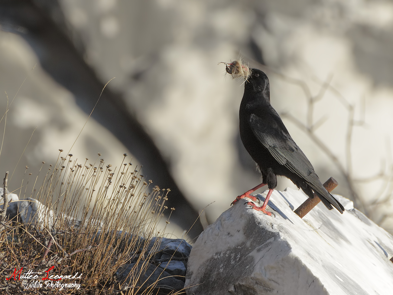 CAW Corallino - Apuan Alps