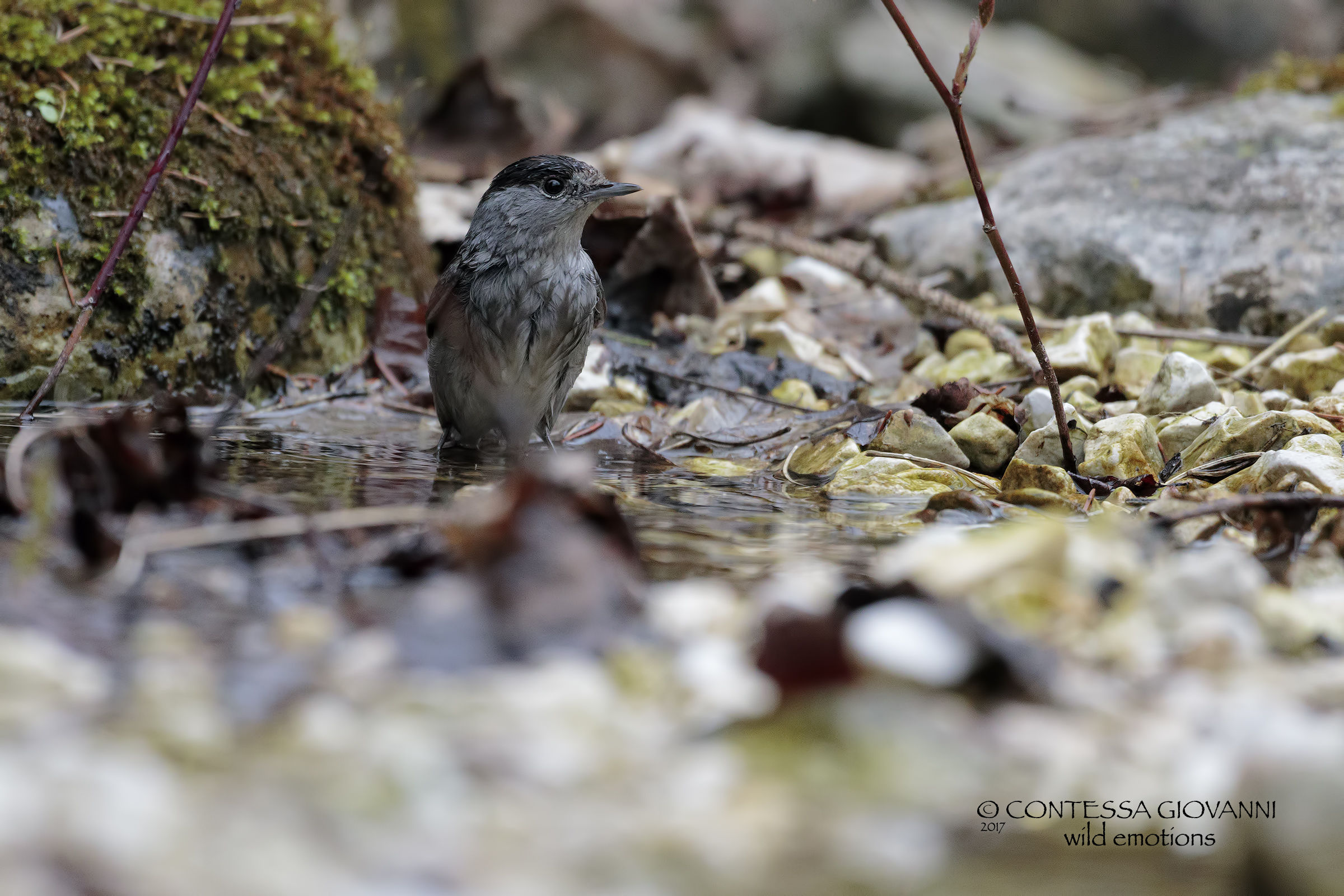 male blackcap