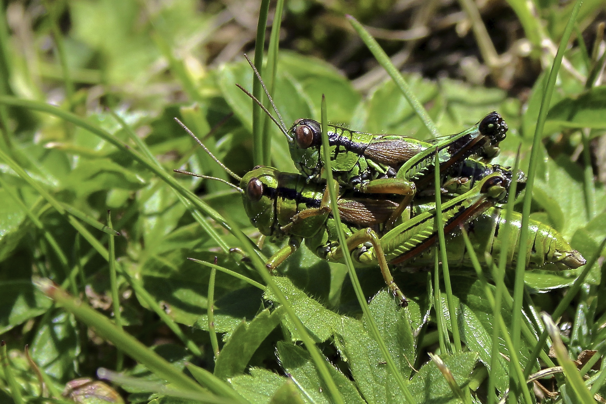 Avere un grillo per la testa