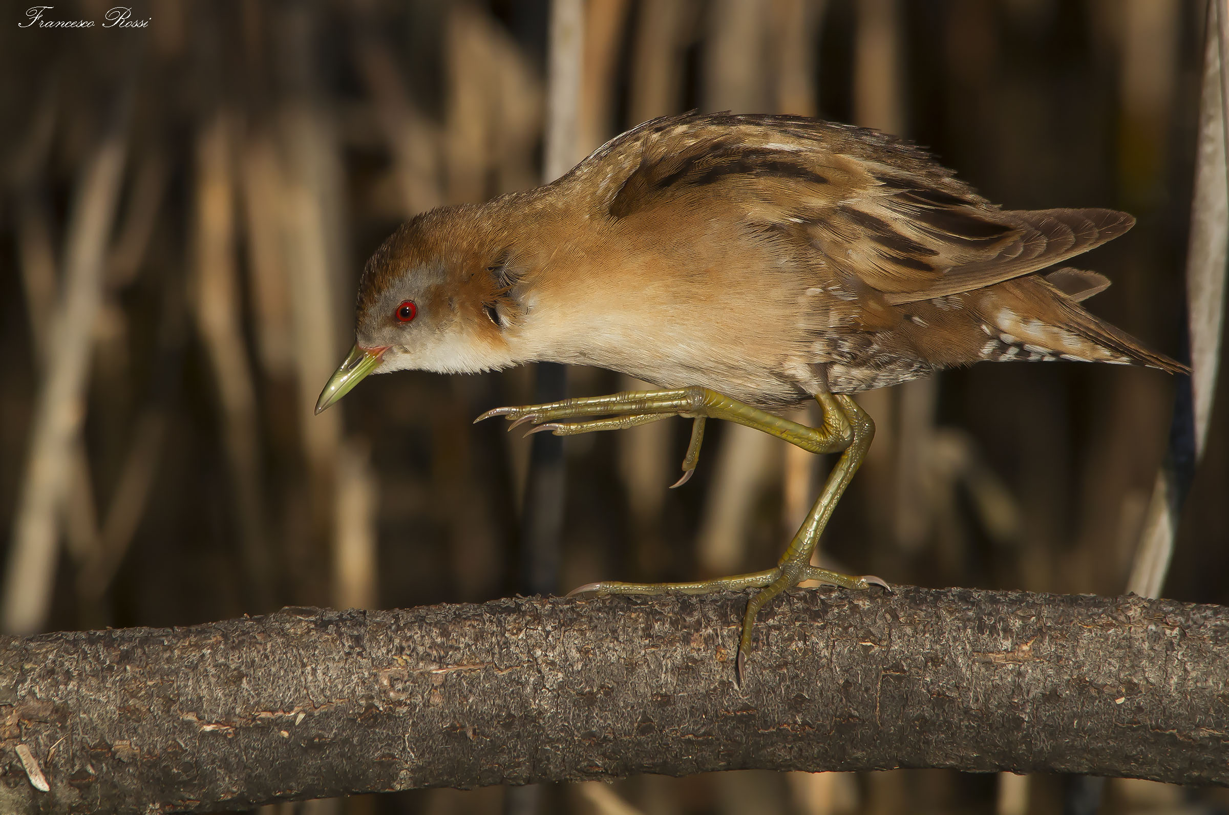 Crake on display