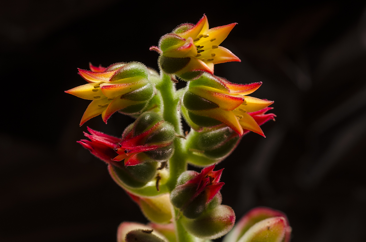 Echeveria 1