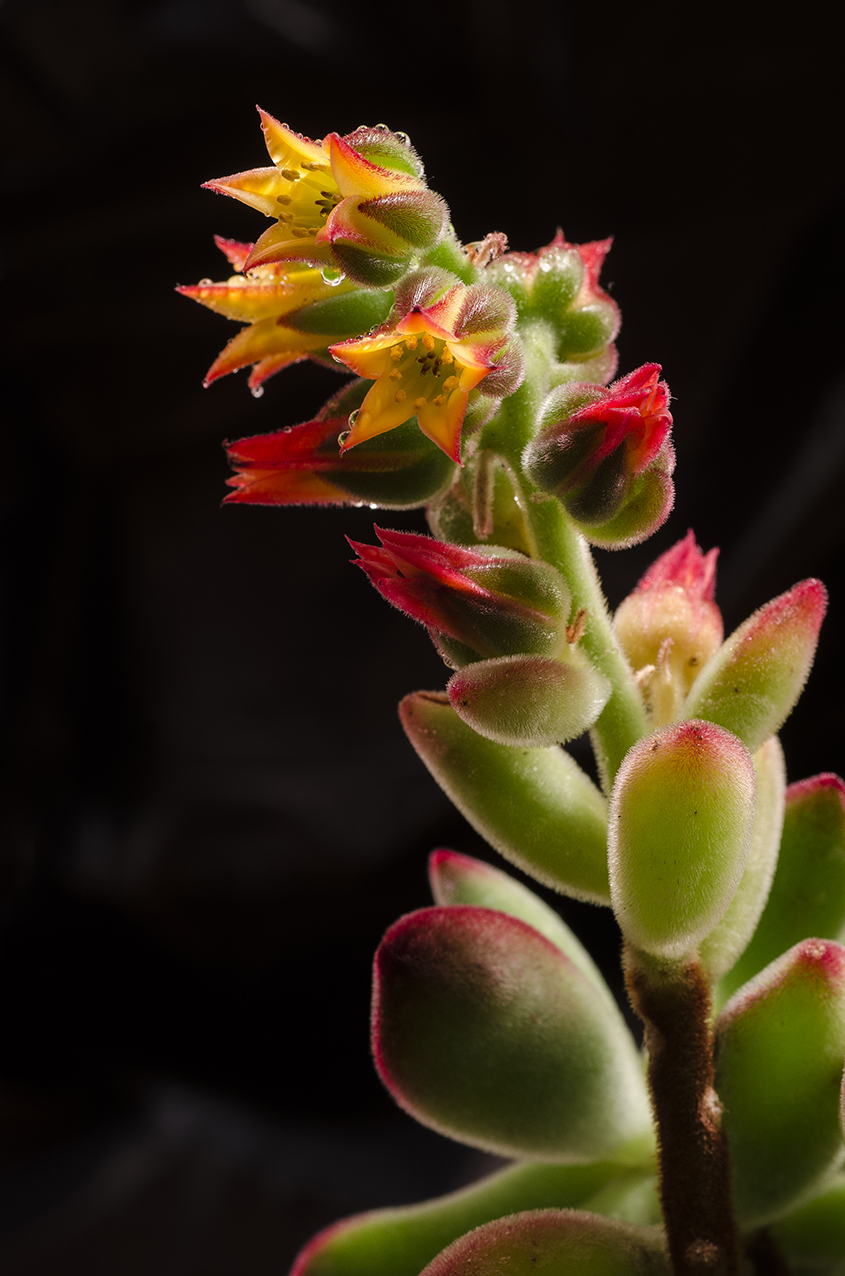 Echeveria 2