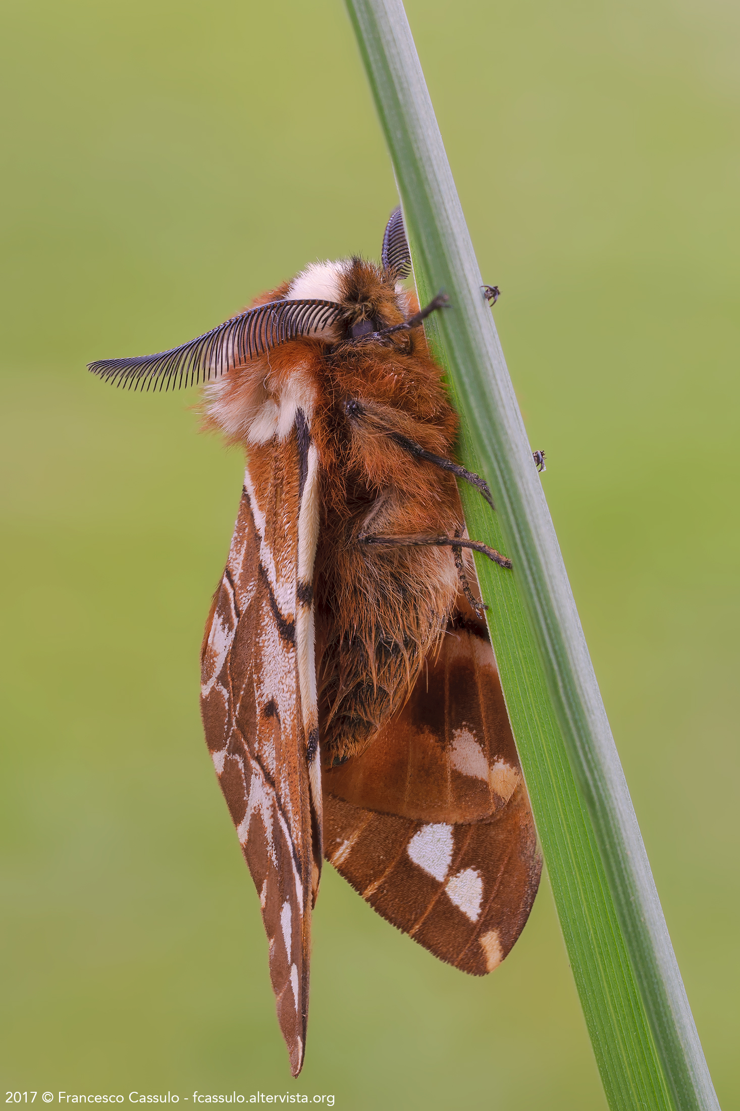 Endromis versicolora (Linnaeus, 1758)