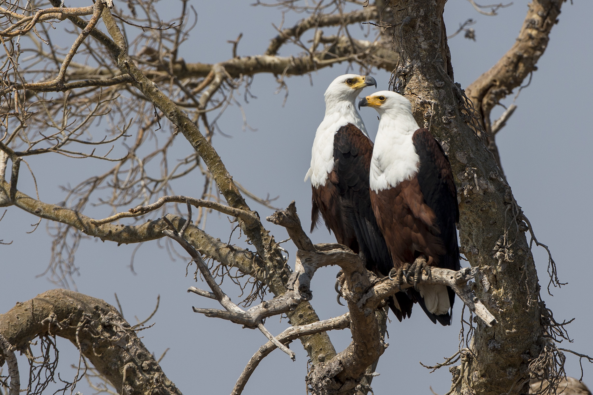 Pair of African fish eagles