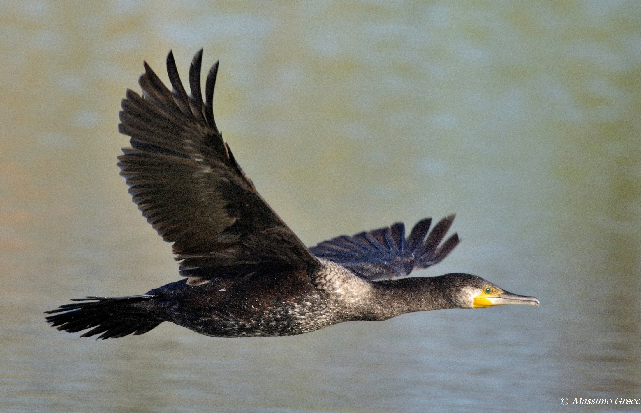 Cormorant (Phalacrocorax carbo)