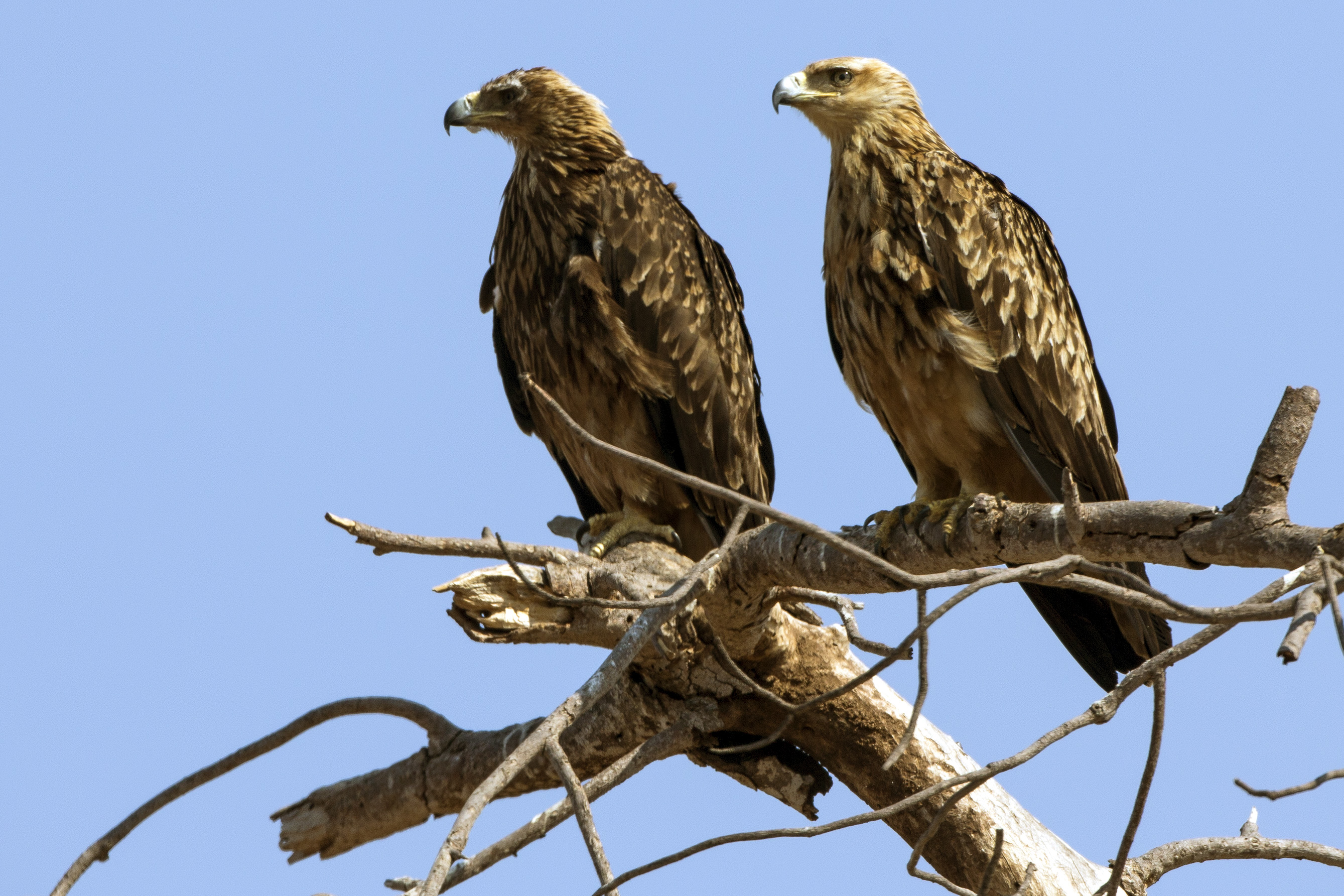 Pair of eagles (awaiting identification)