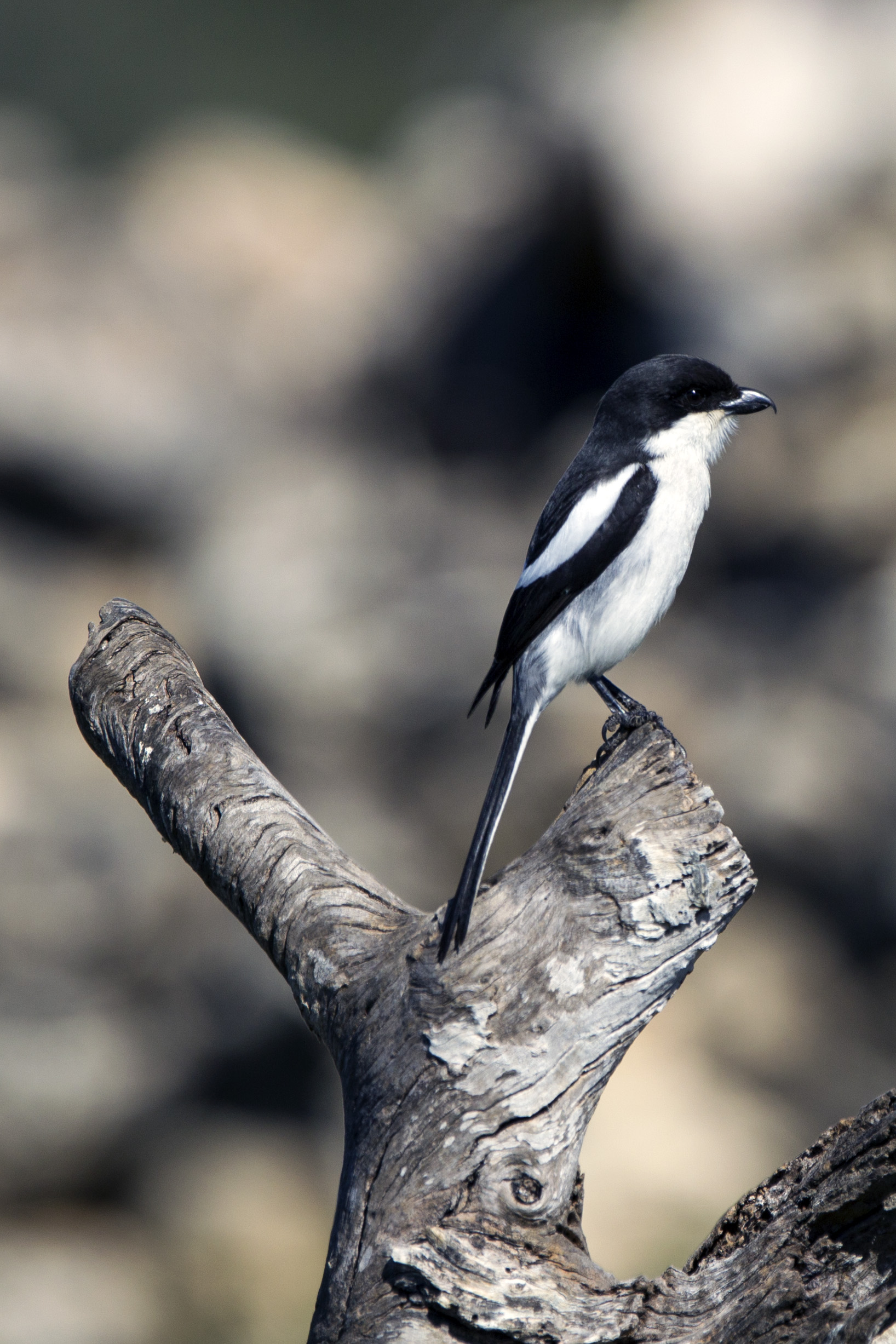 Fiscal Shrike