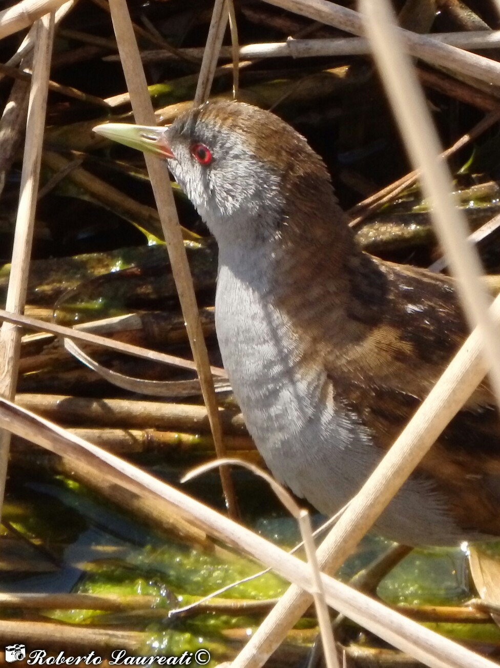 Crake (Porzana pusilla)