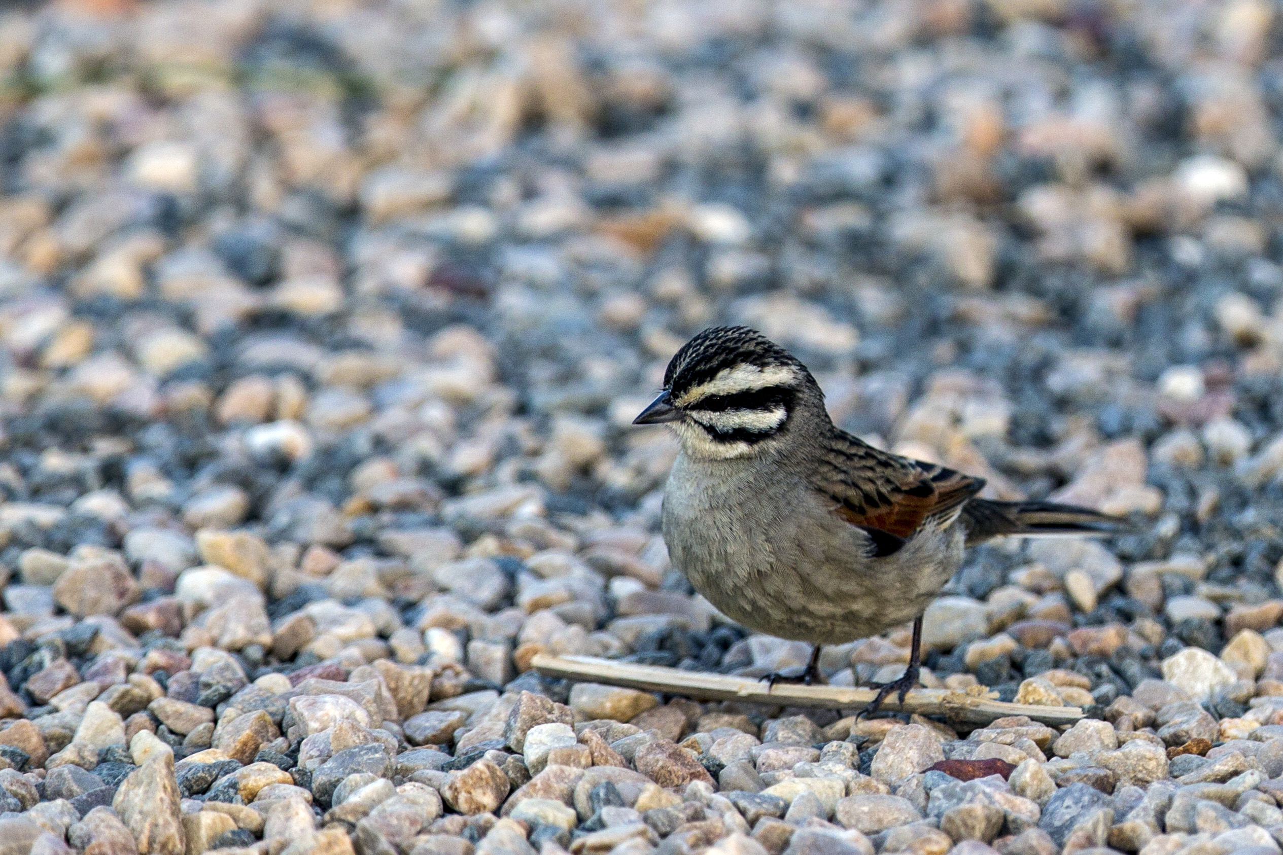 Pending identification