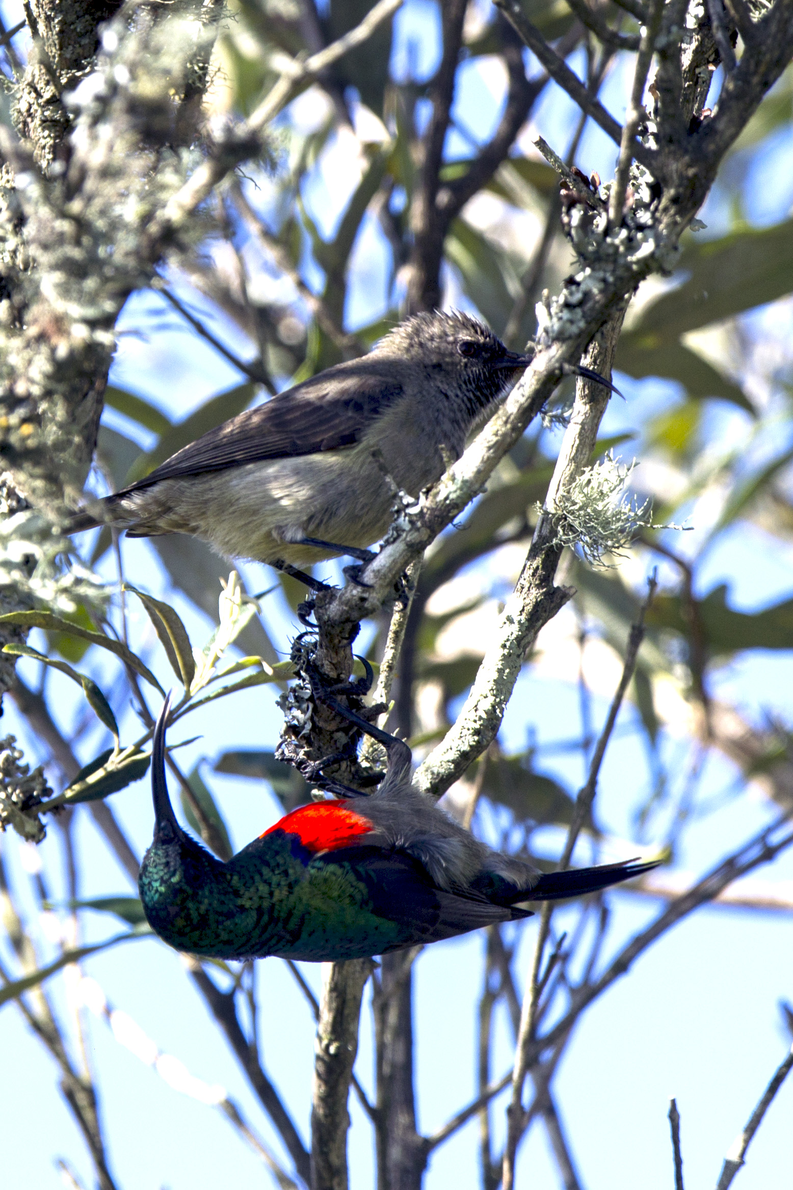 The courtship of netttarino