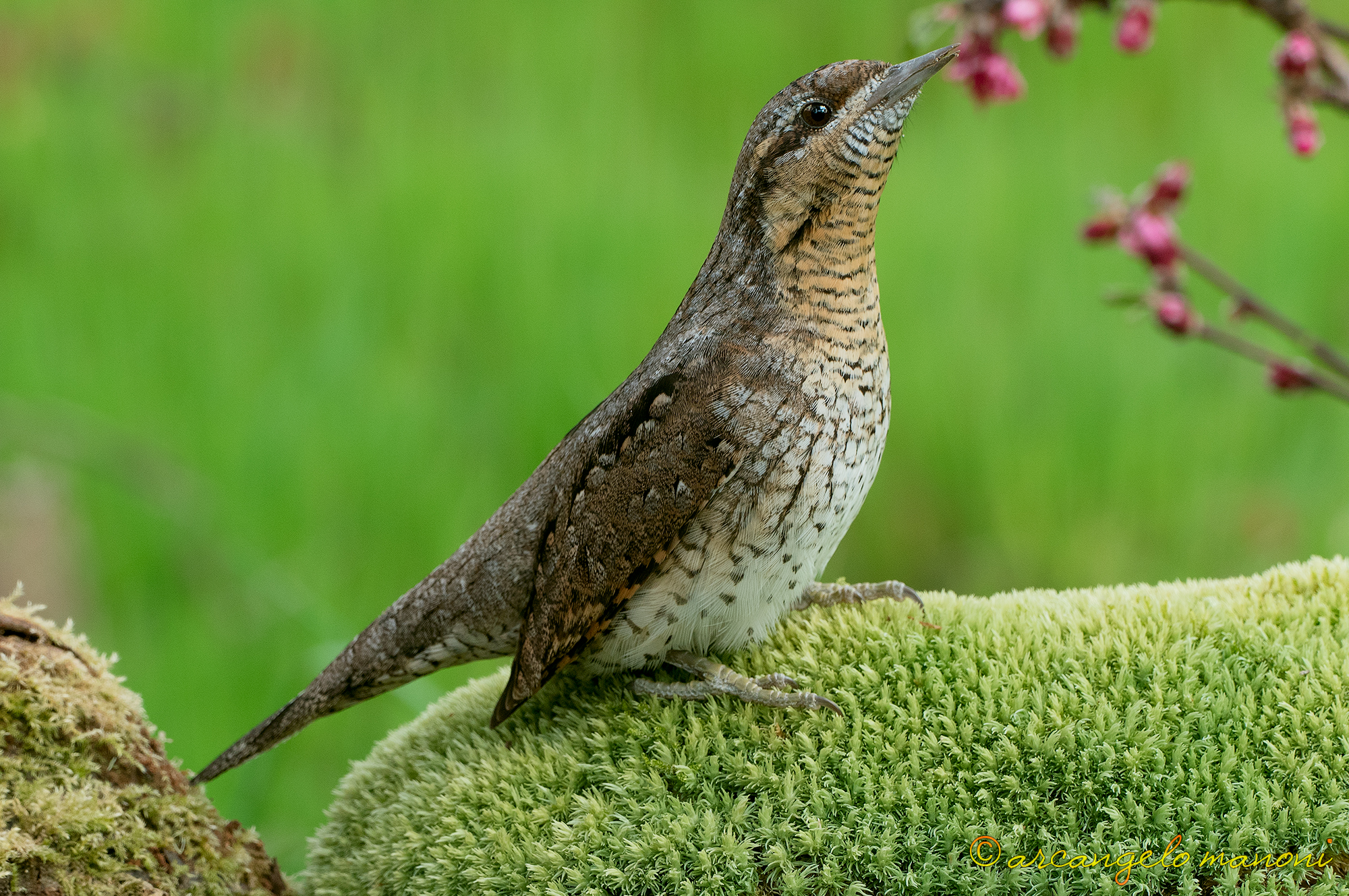 La preghiera del torcicollo