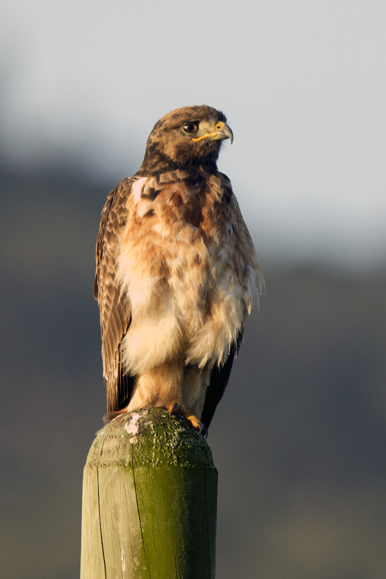 Buzzard
