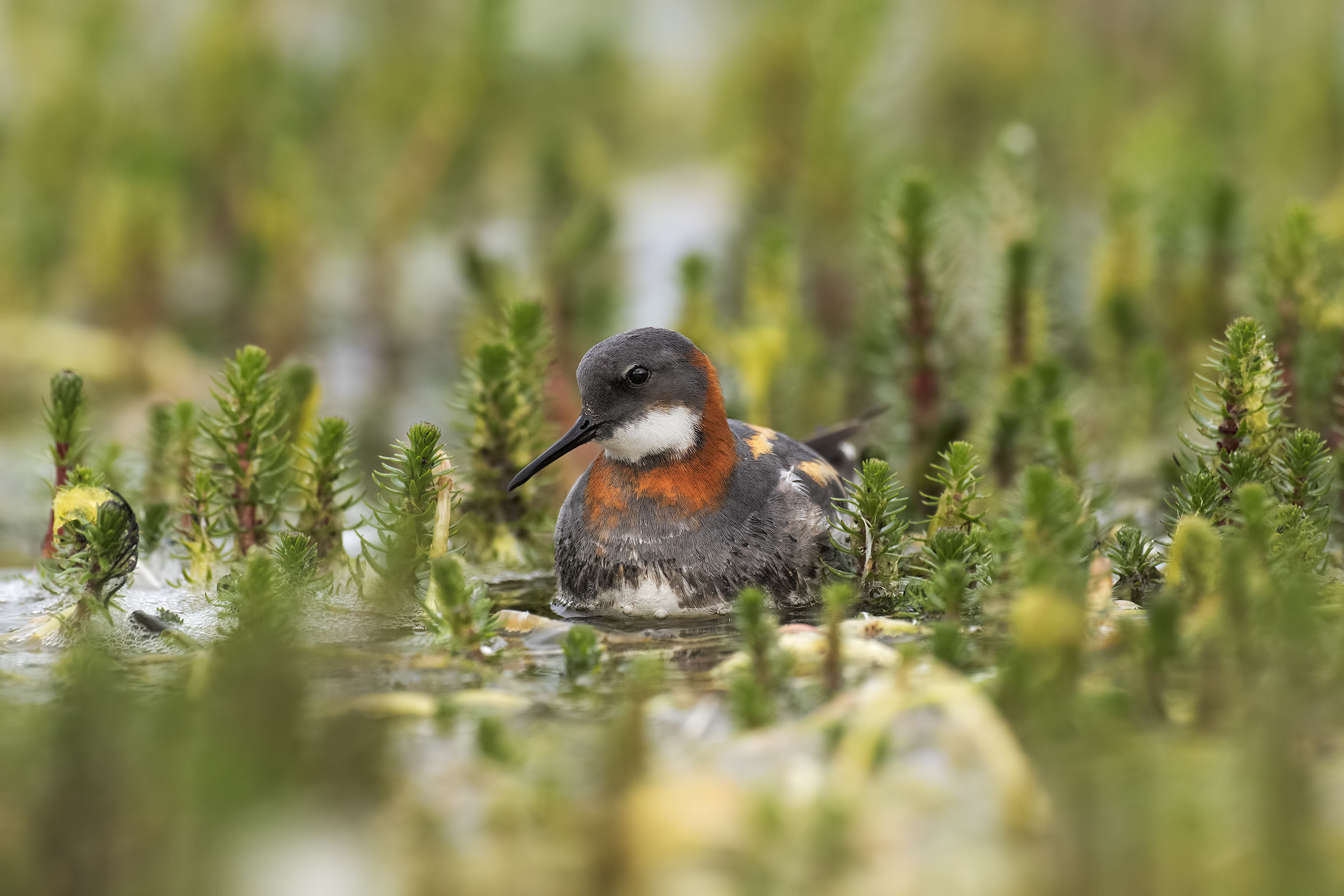 Red-necked phalarope