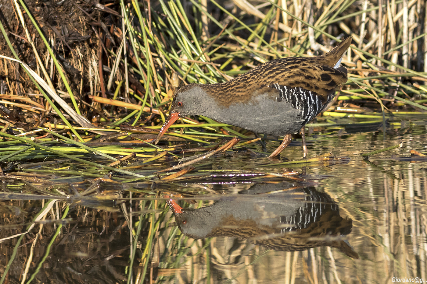 Porciglione ... first shot of 2017