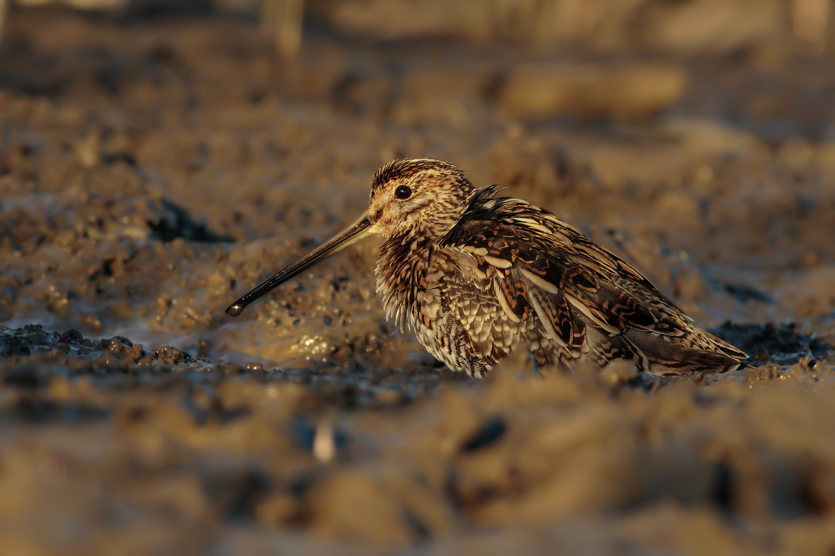 Snipe at first light