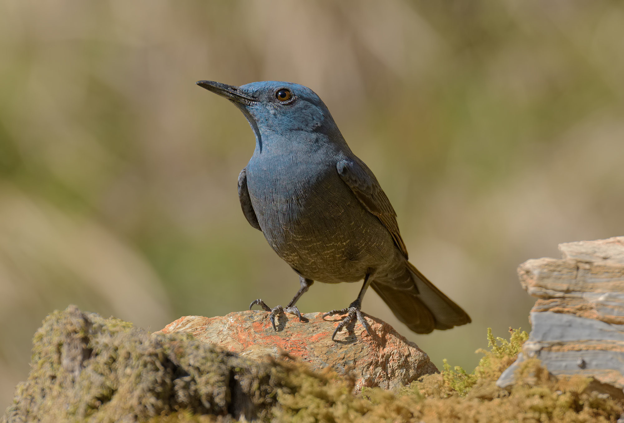 Lonely Sparrow Apuan Alps.