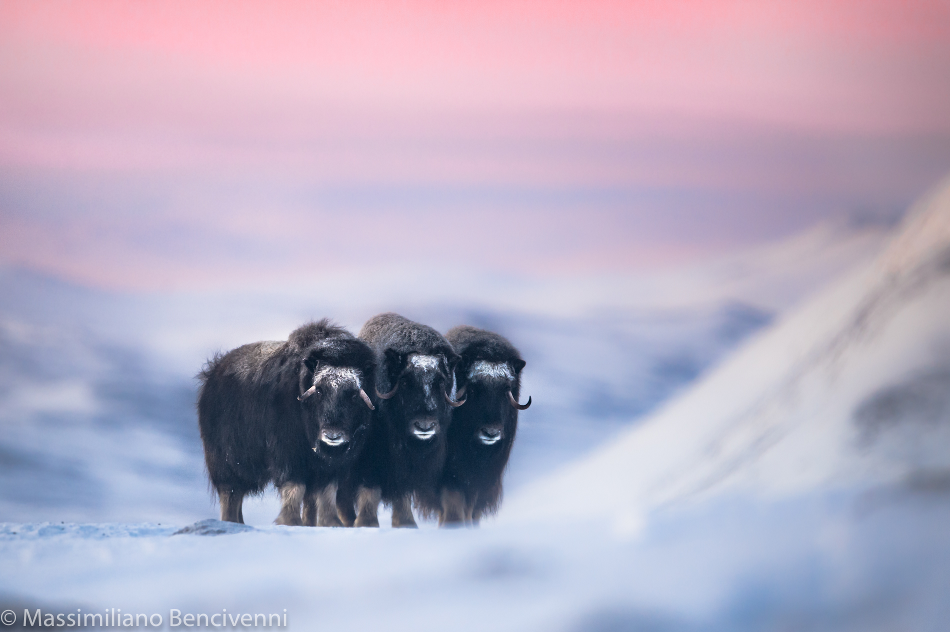 Musk-oxen