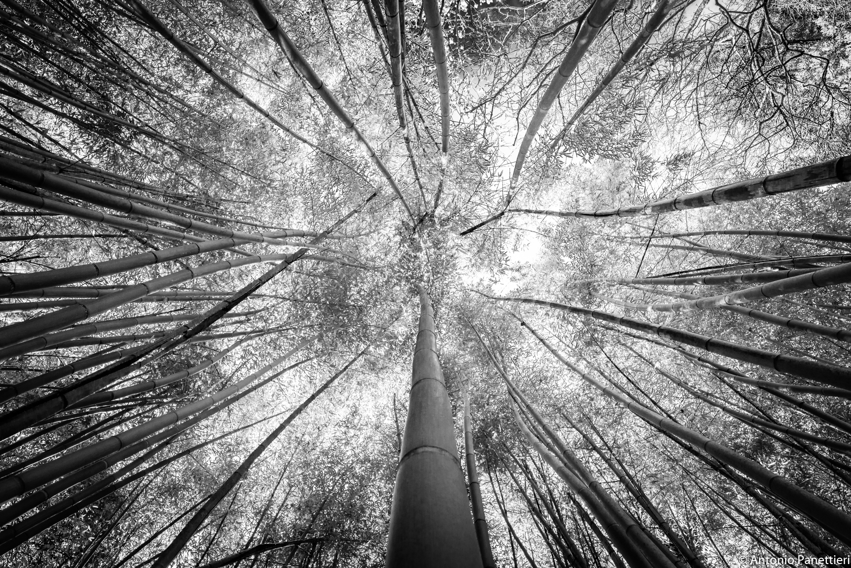 Walking through the Bamboo