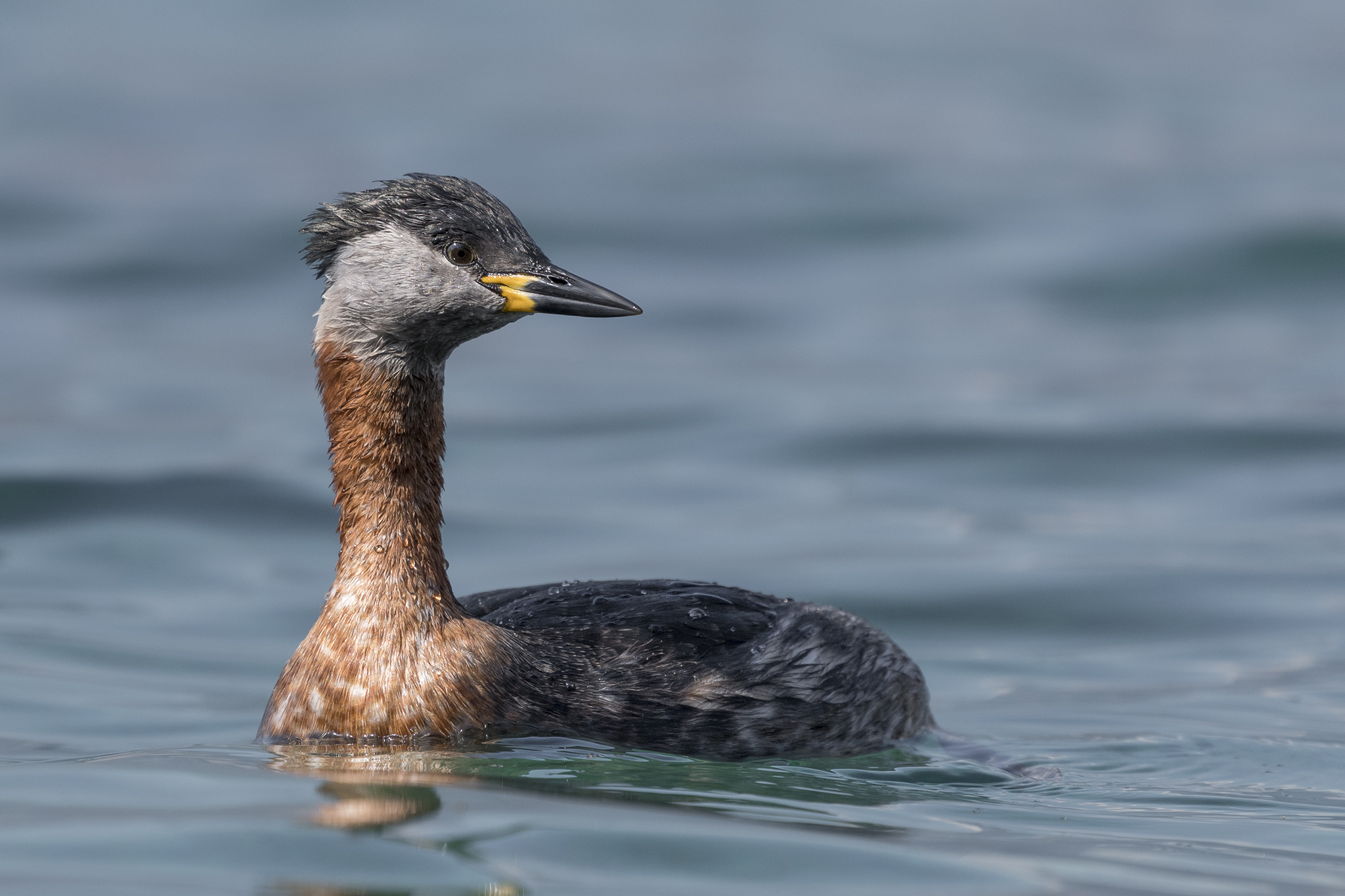 Red-necked Grebe