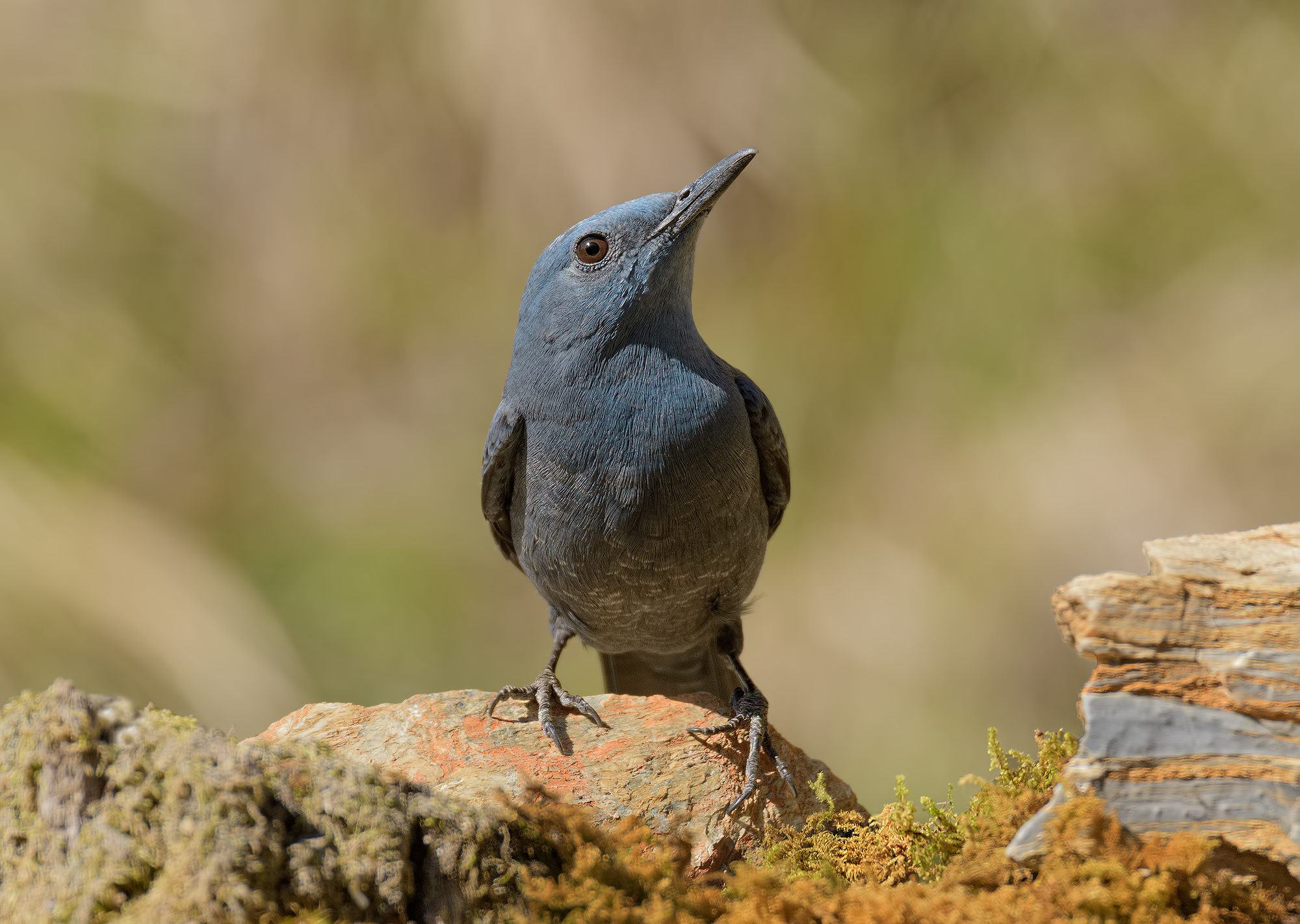 Lonely Sparrow Apuan Alps