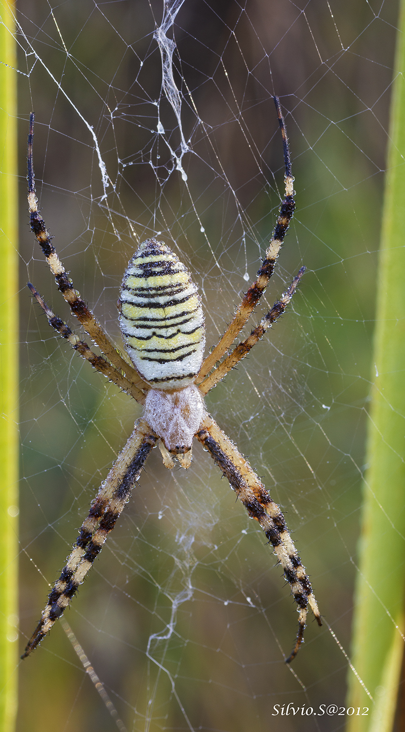 Argiope bruennichi