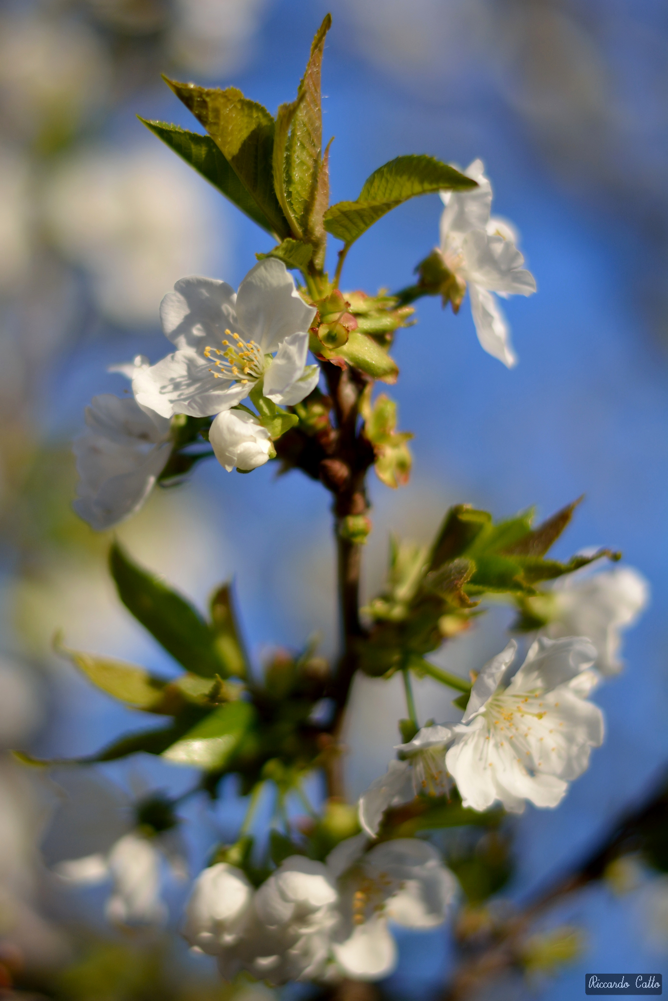 Prunus avium
