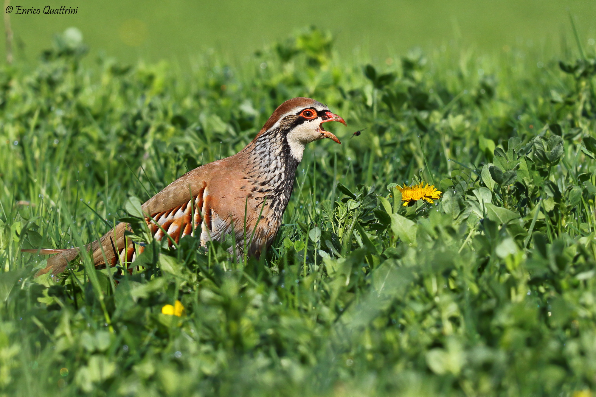 red-legged Partridge