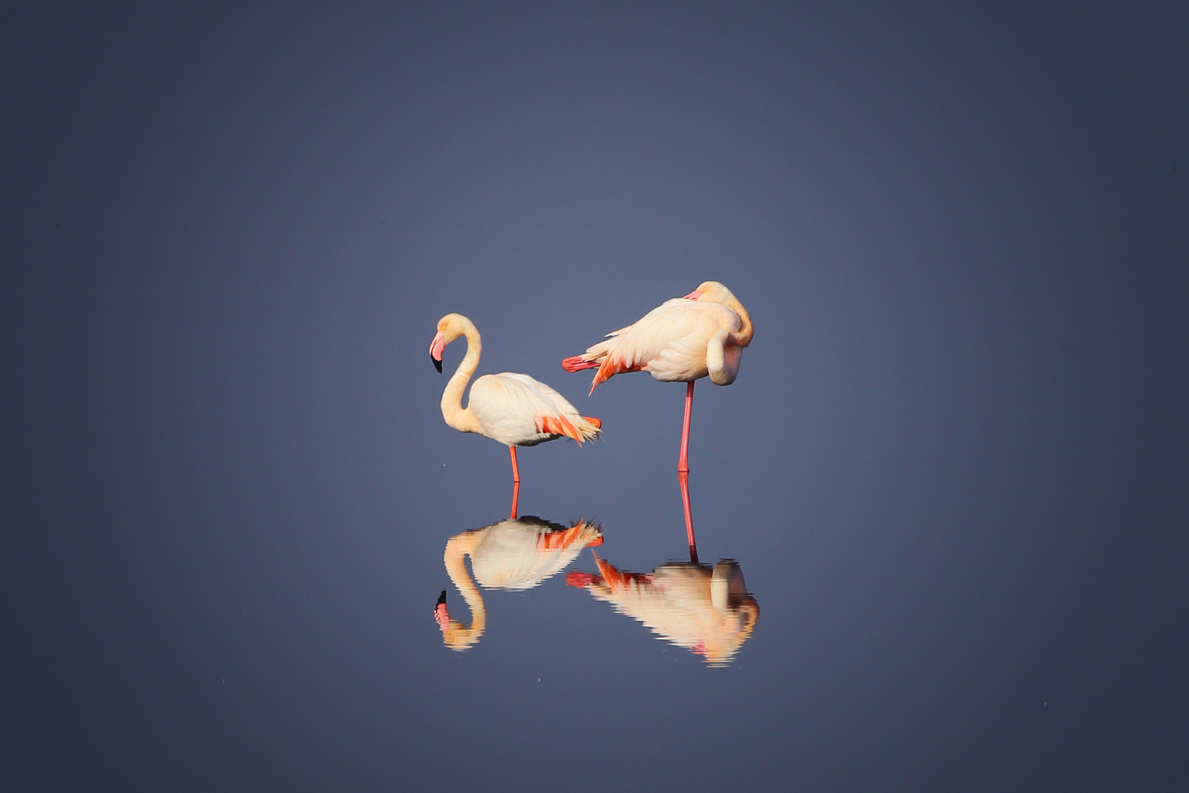 Pink flamingos on the Po delta