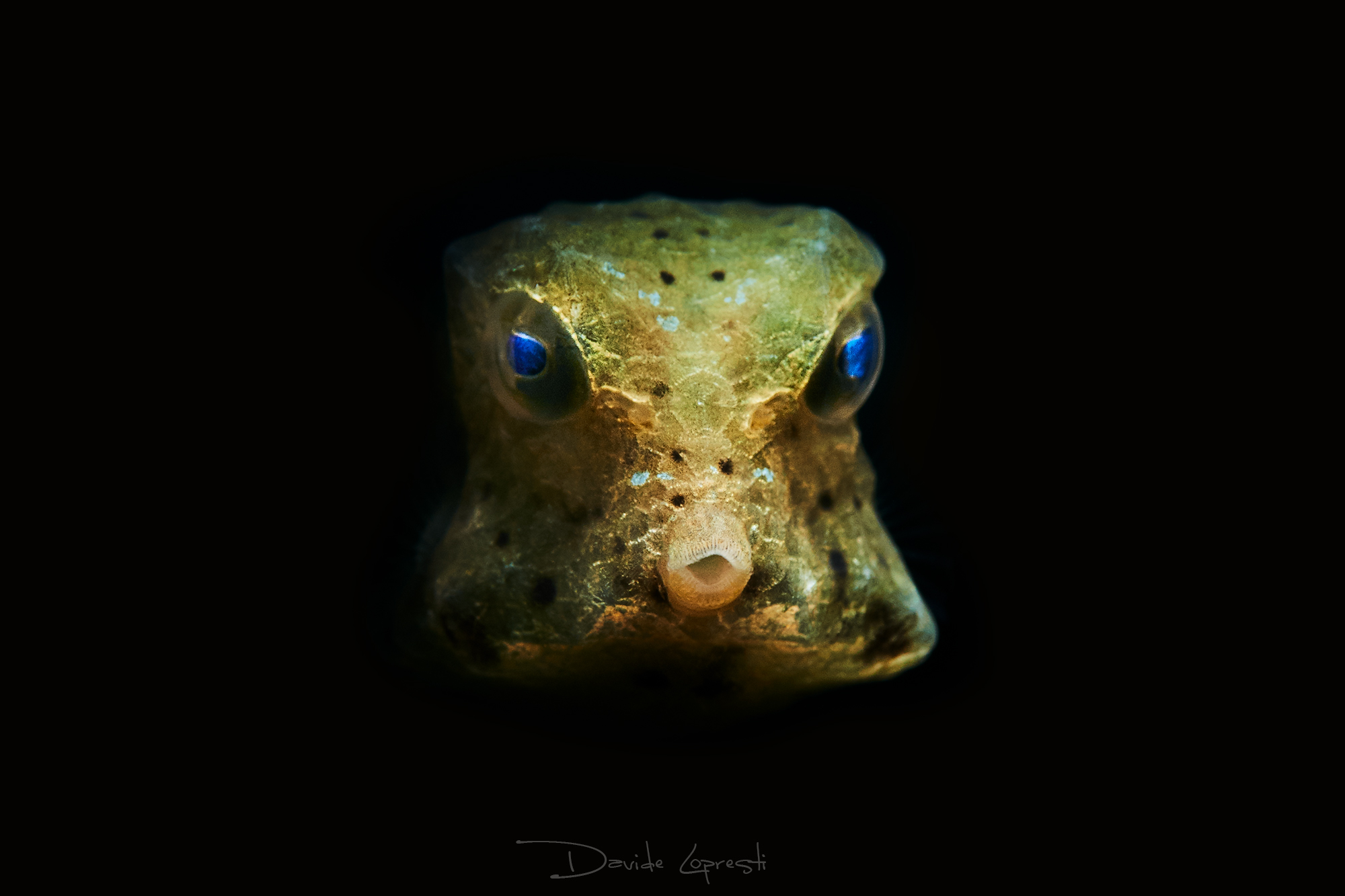 Boxfish