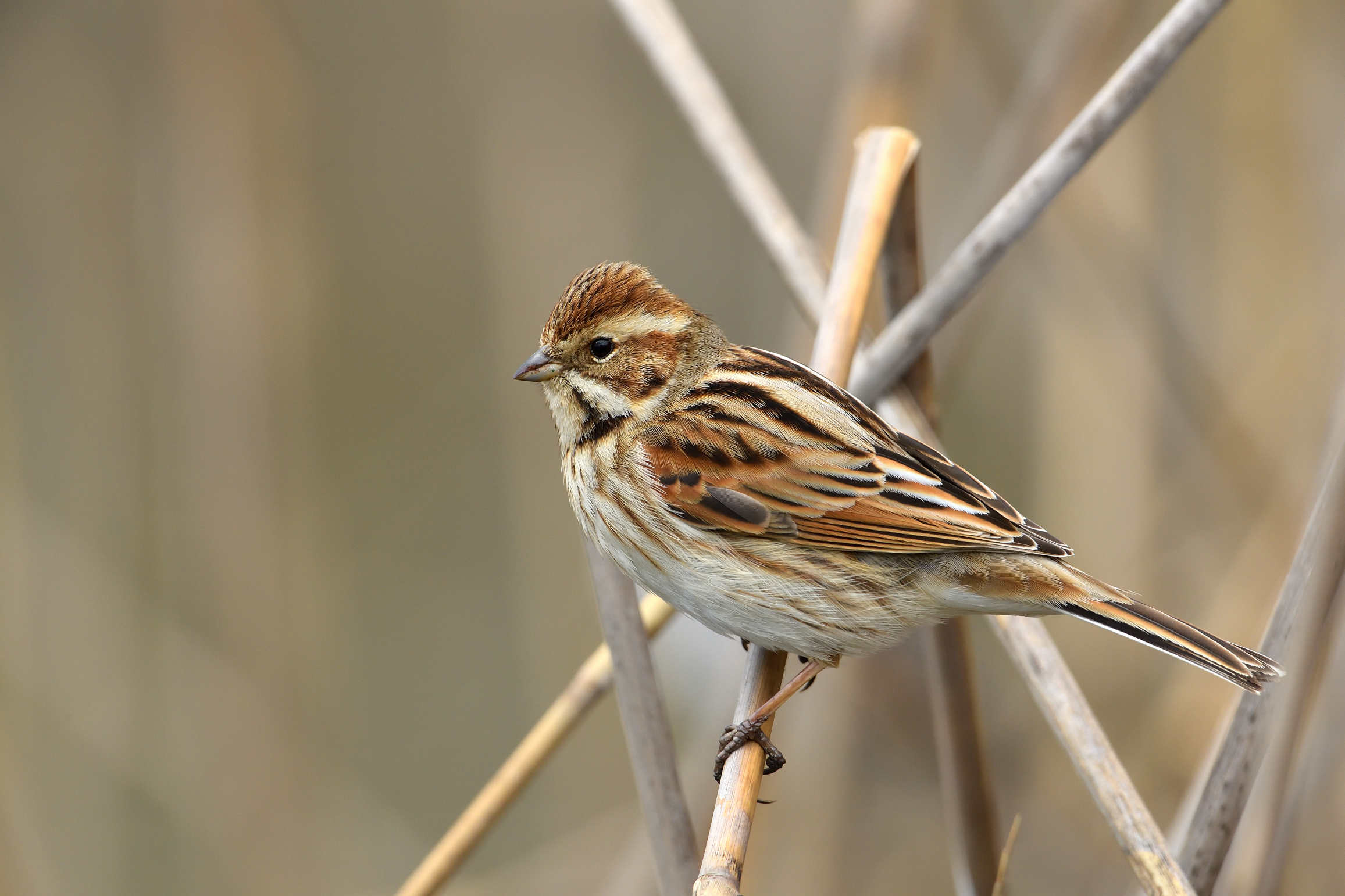 migliarino di palude f.