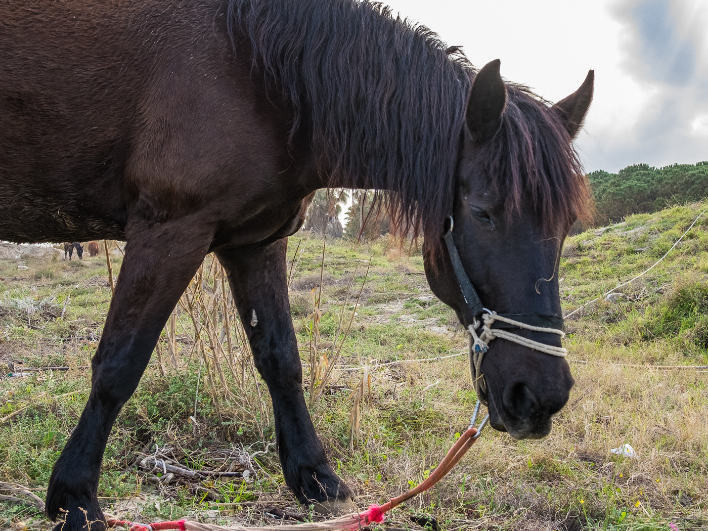 Black Horse, White Sand