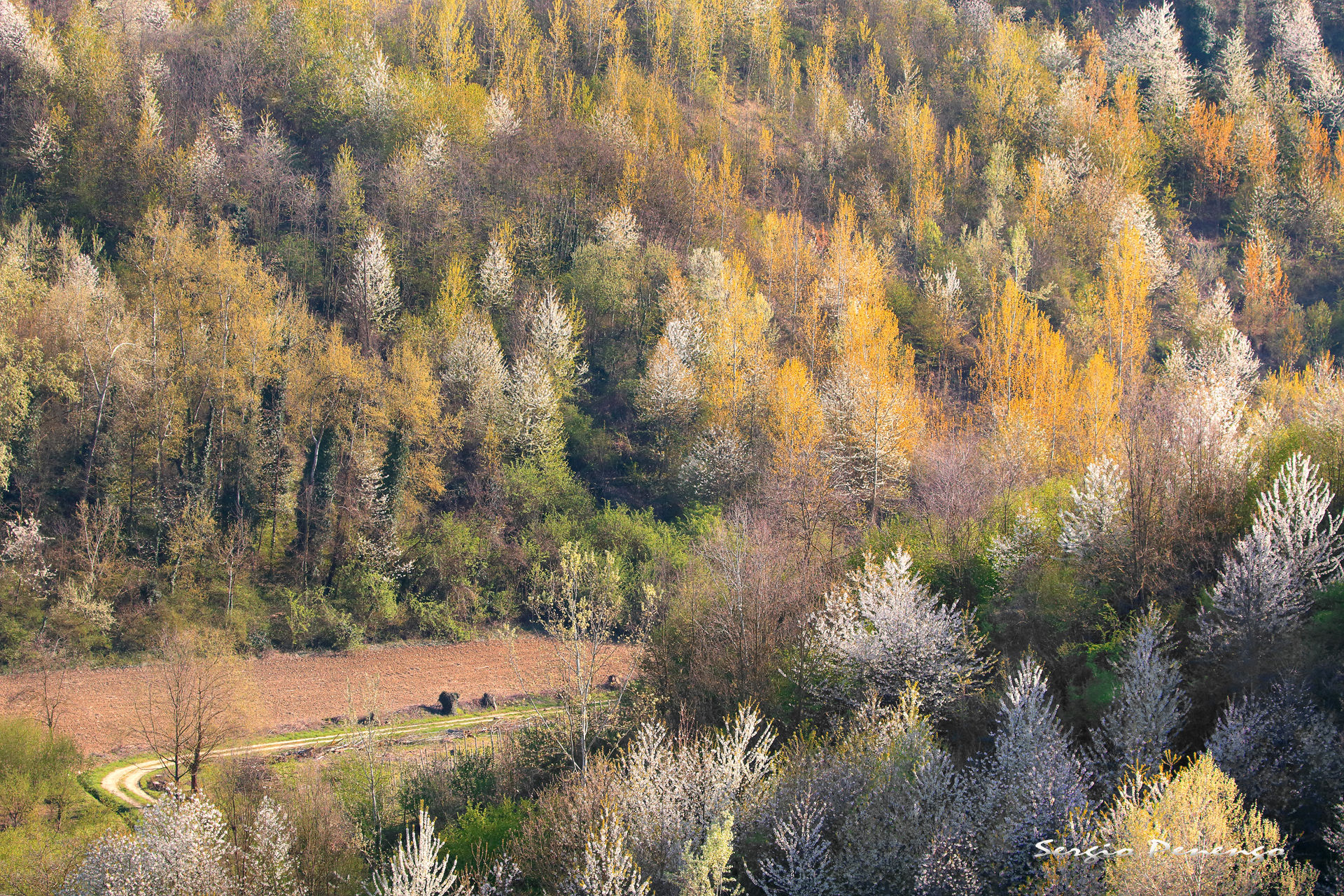 "The Srada in the woods"