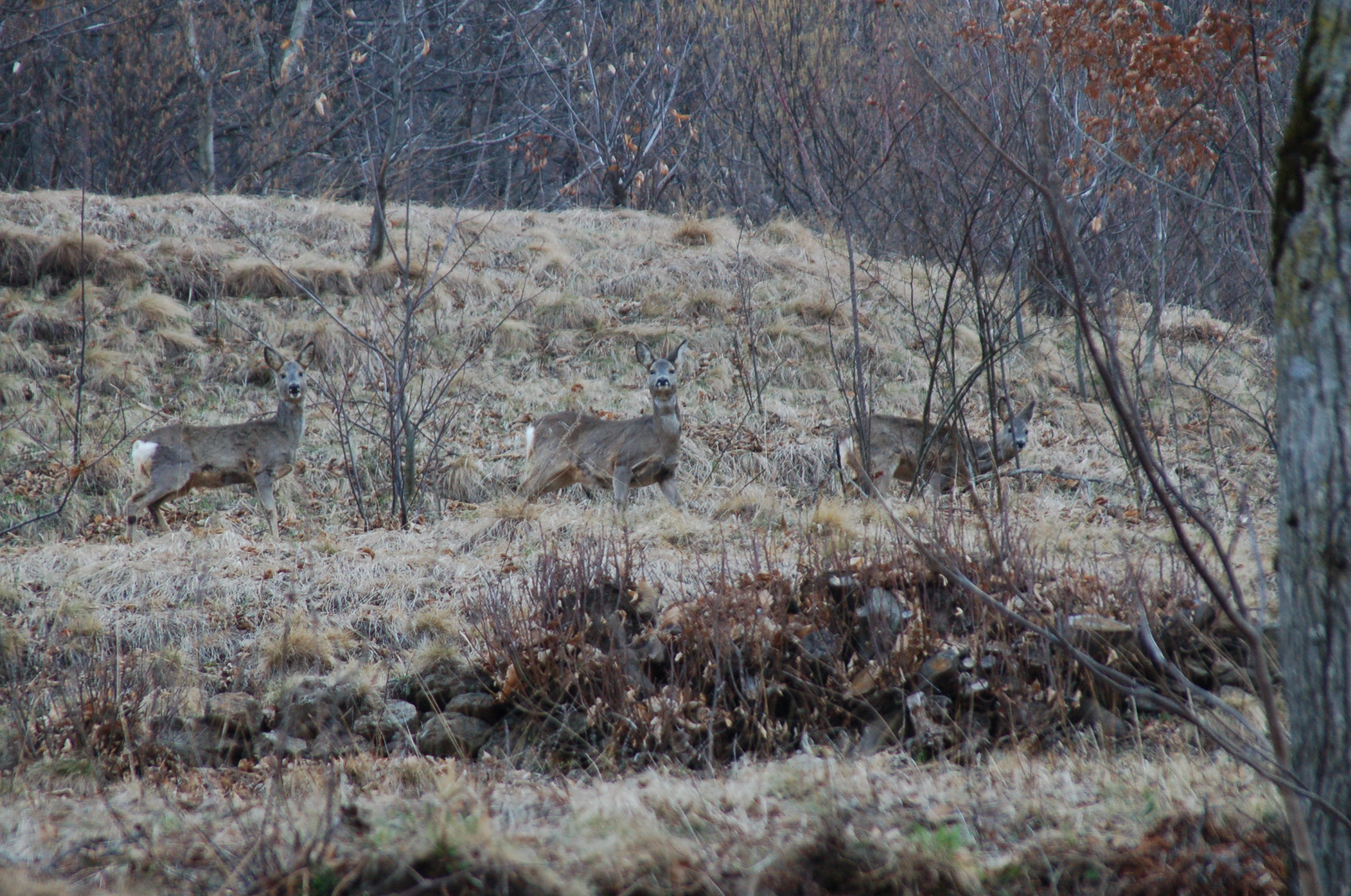 femmine di capriolo - marzo