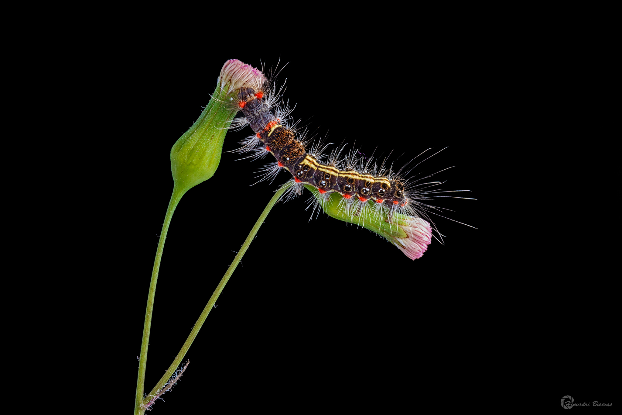Caterpillar