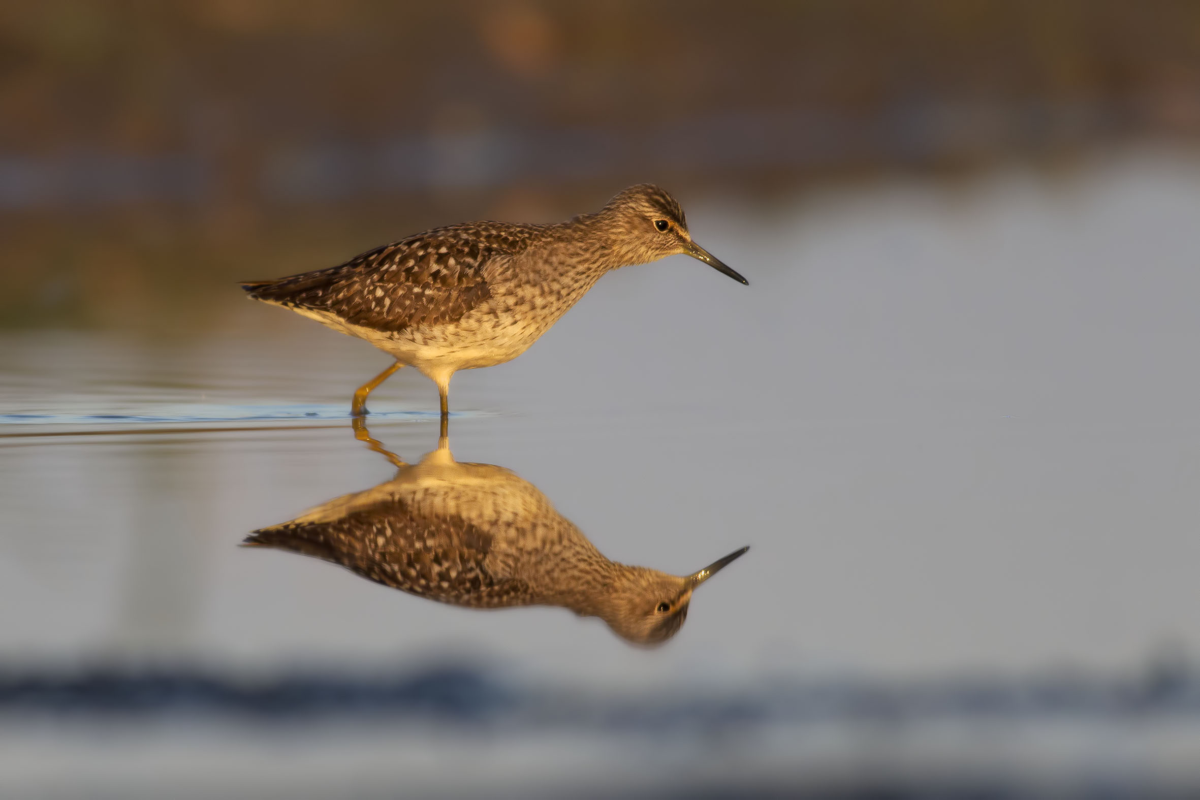Piropiro Boschereccio prime luci