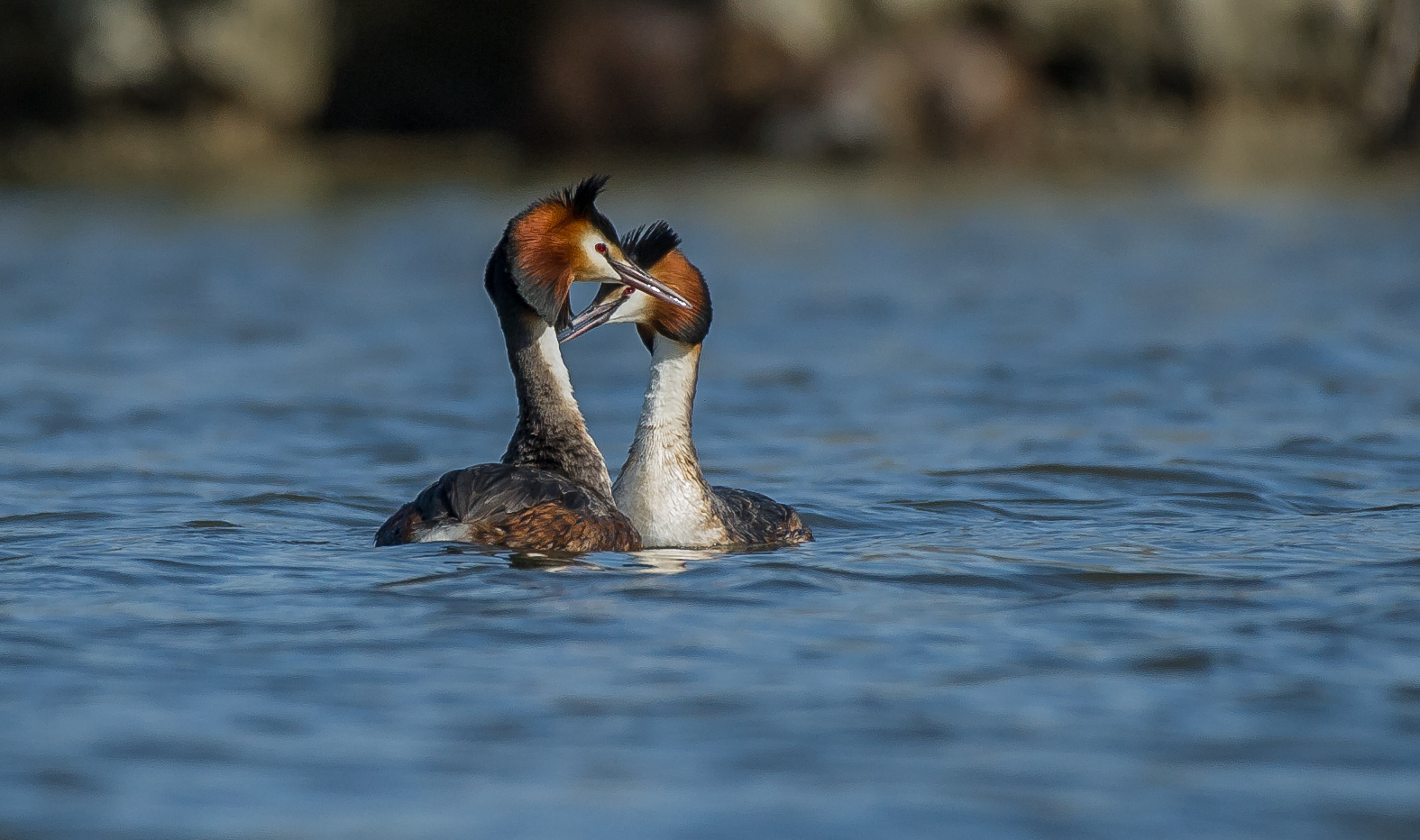 grebes