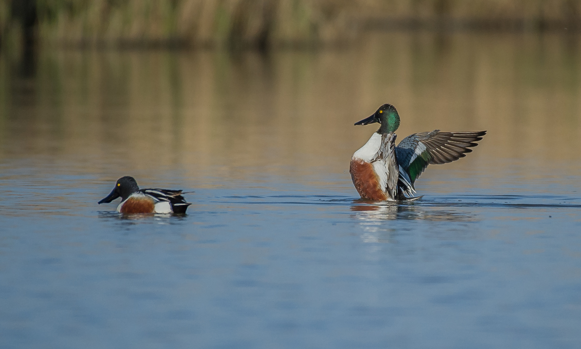 Shoveler