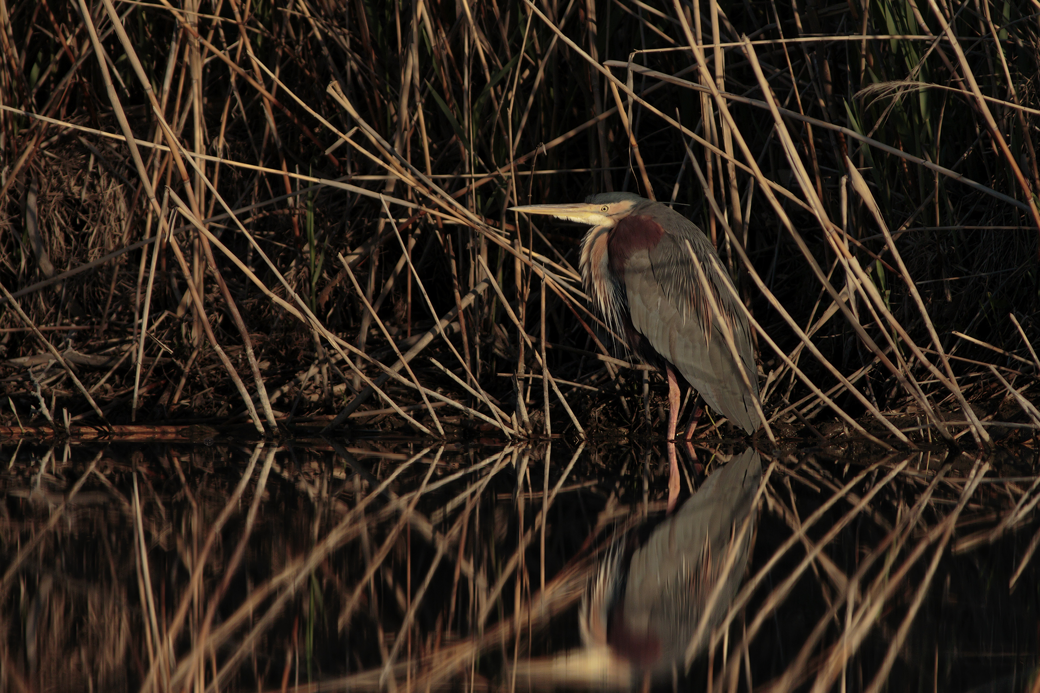 First Purple Heron year