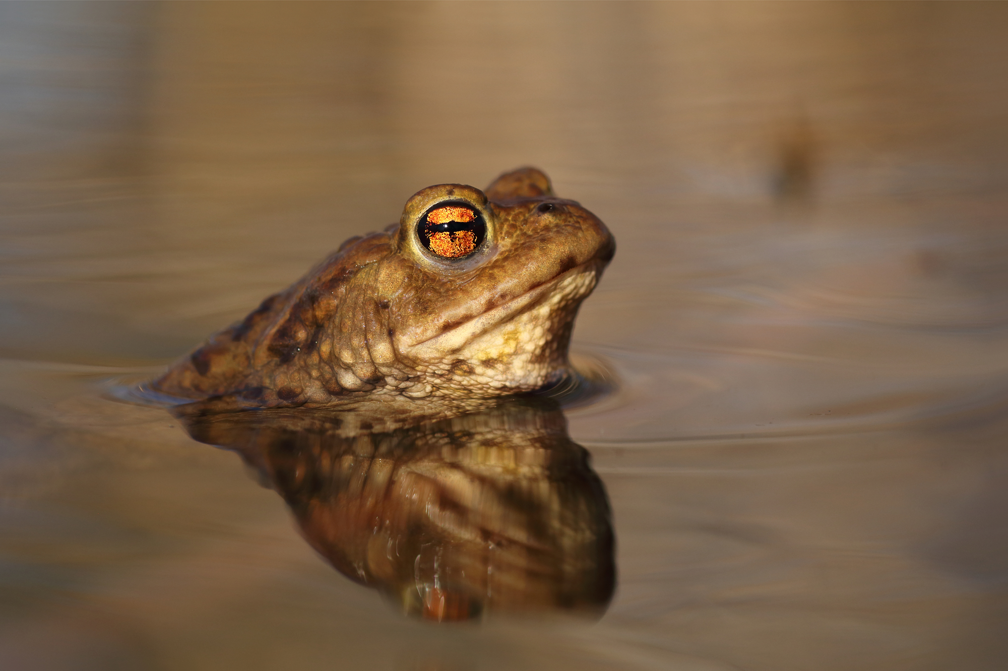 Bufo bufo, &male;