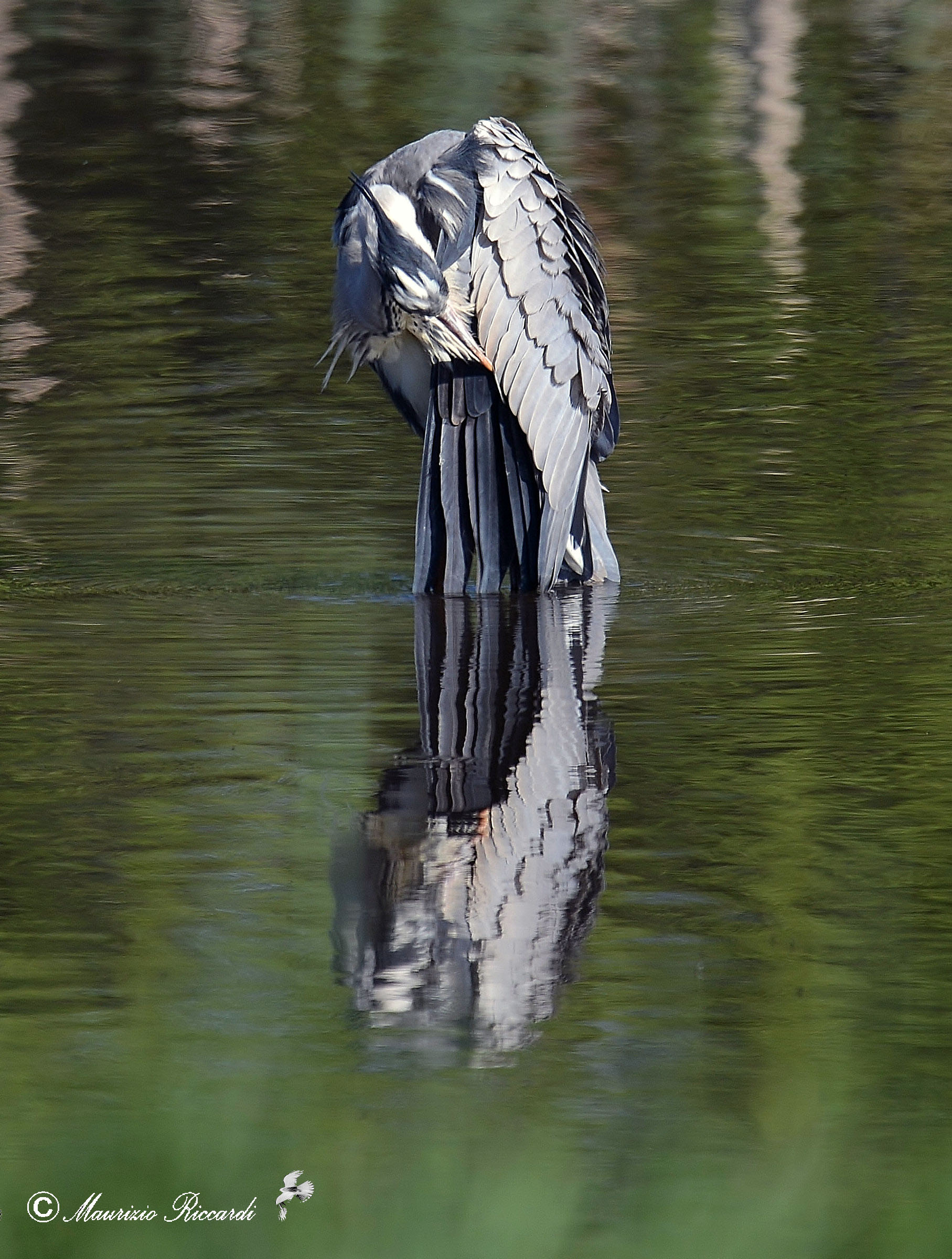 Gray Heron