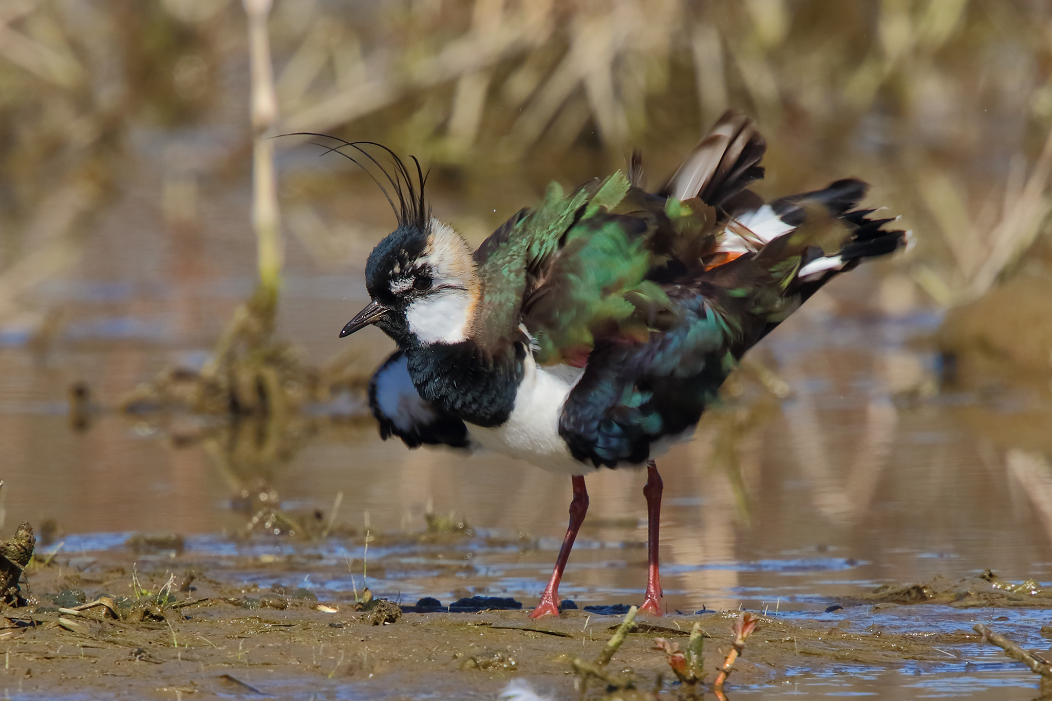 Blender Lapwing