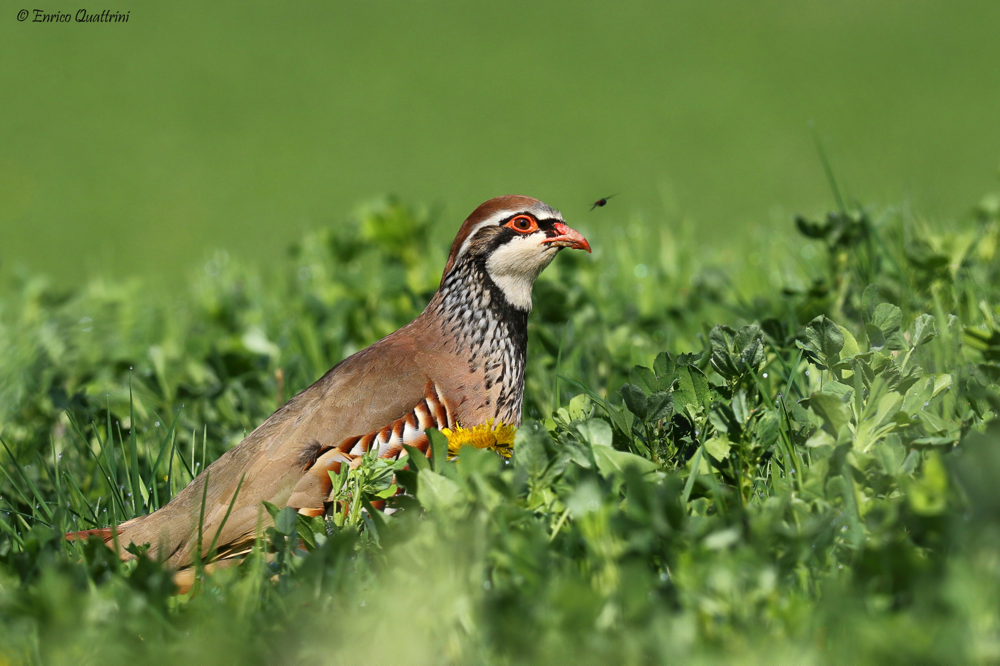 I skip the dander up!