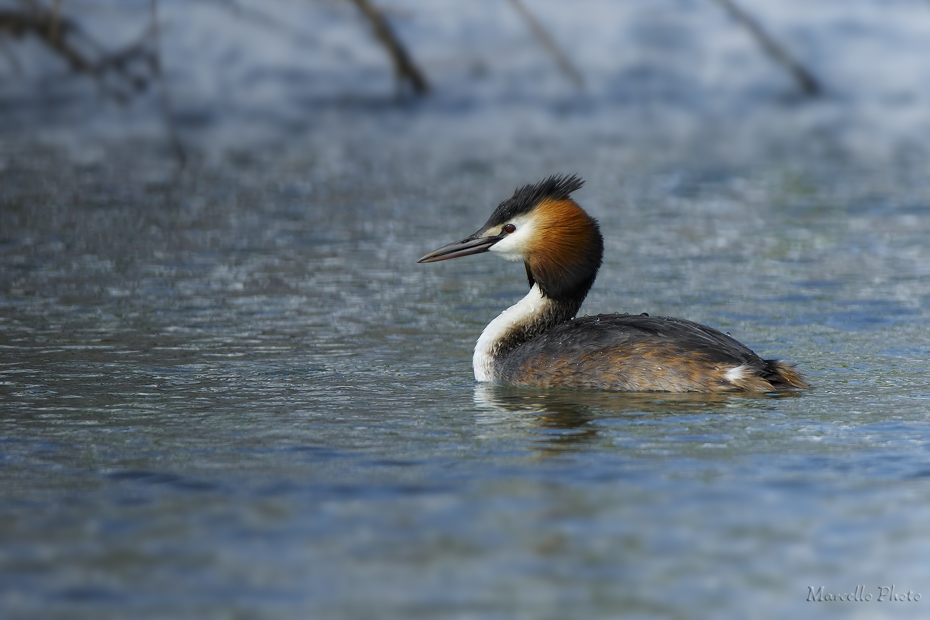 Great Crested Grebe