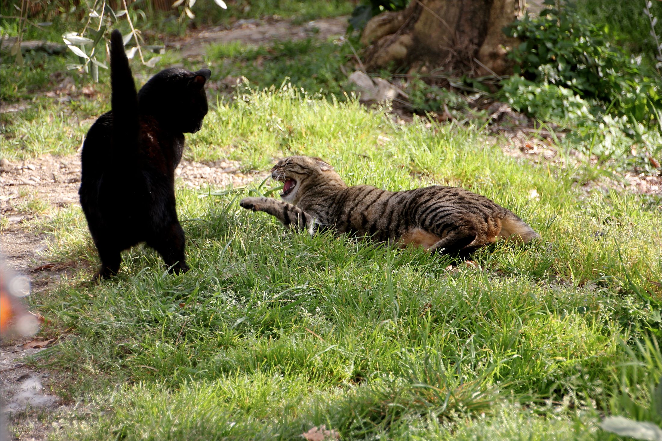 My tries with Titina but ....