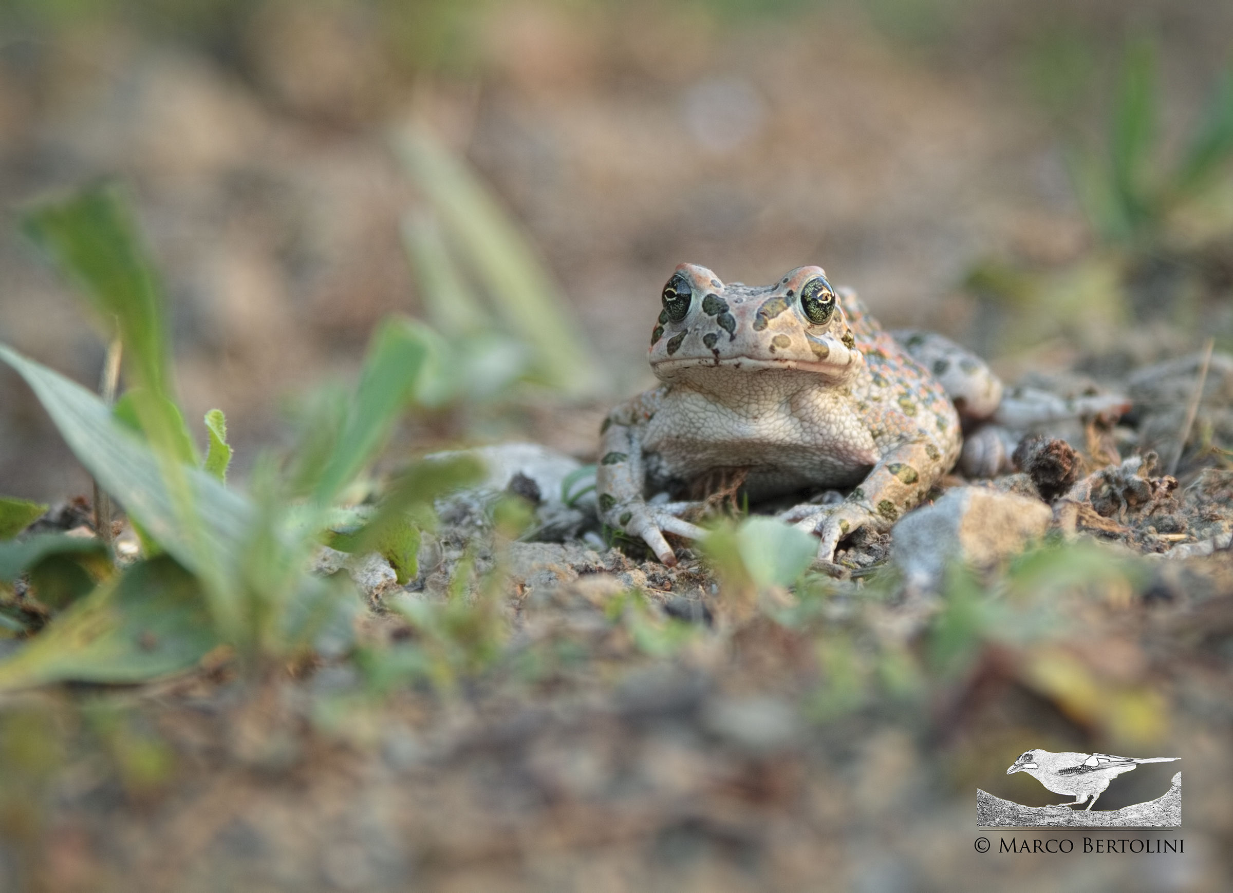 Toad Balearic