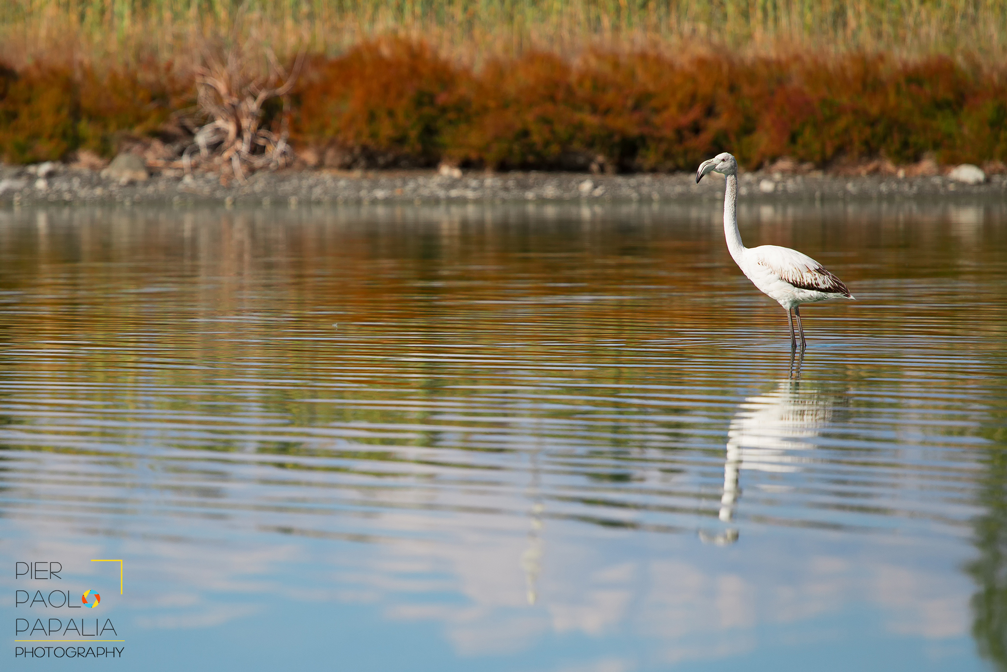 Flamingos in the mire