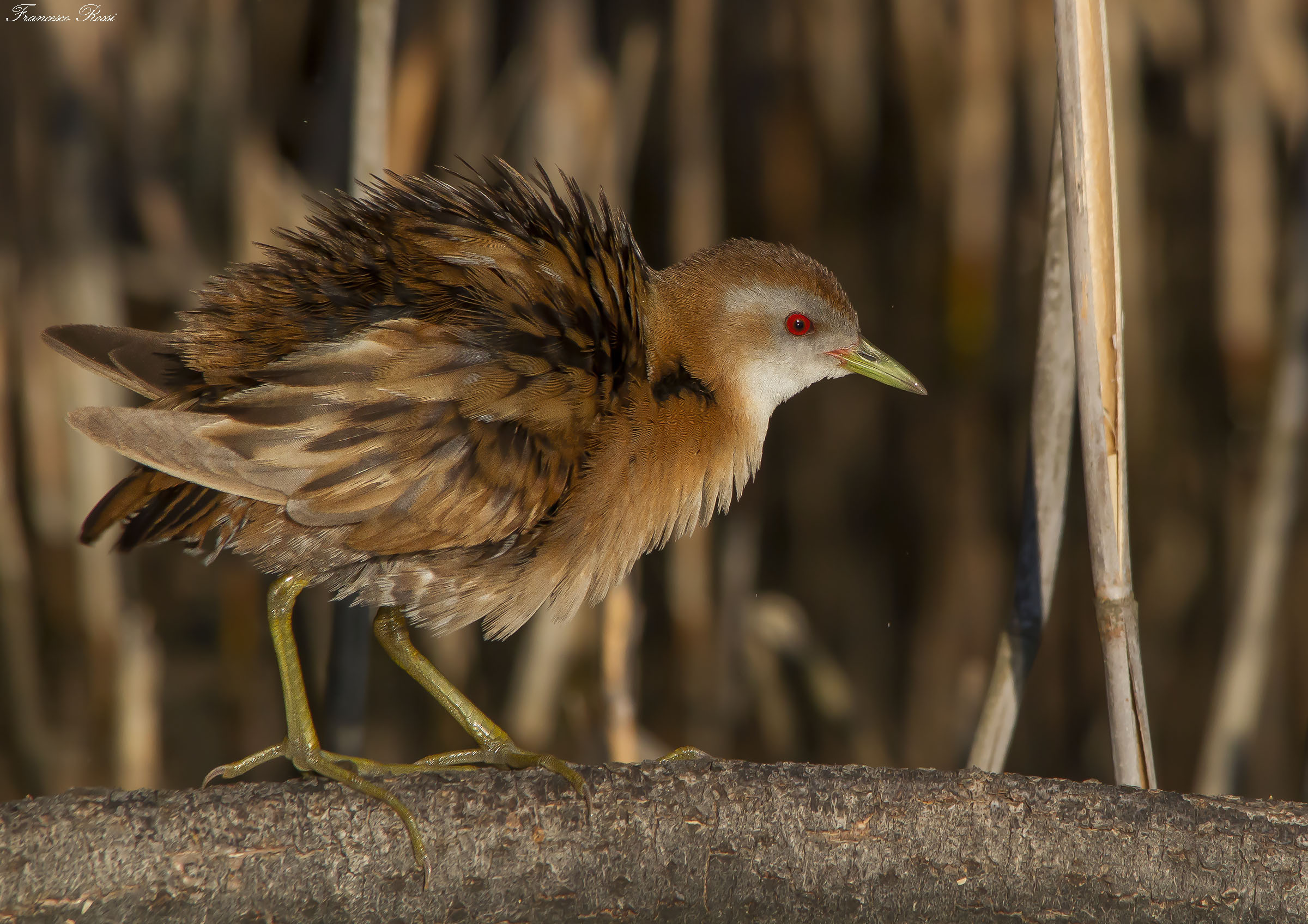 The shake of Crake